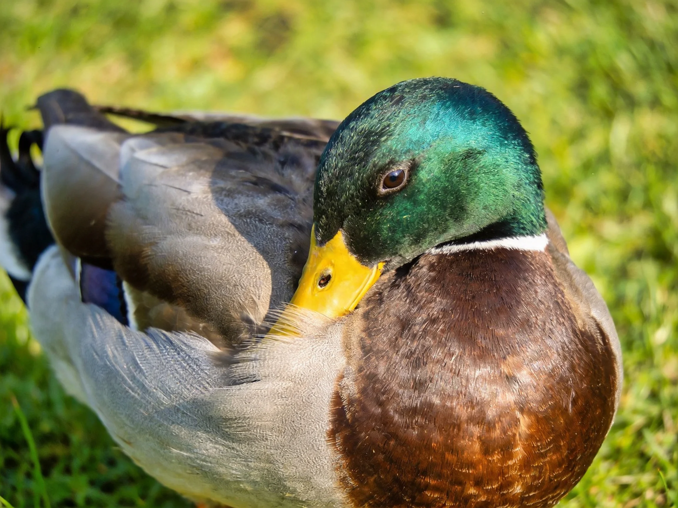 A male mallard duck resting on lush green grass