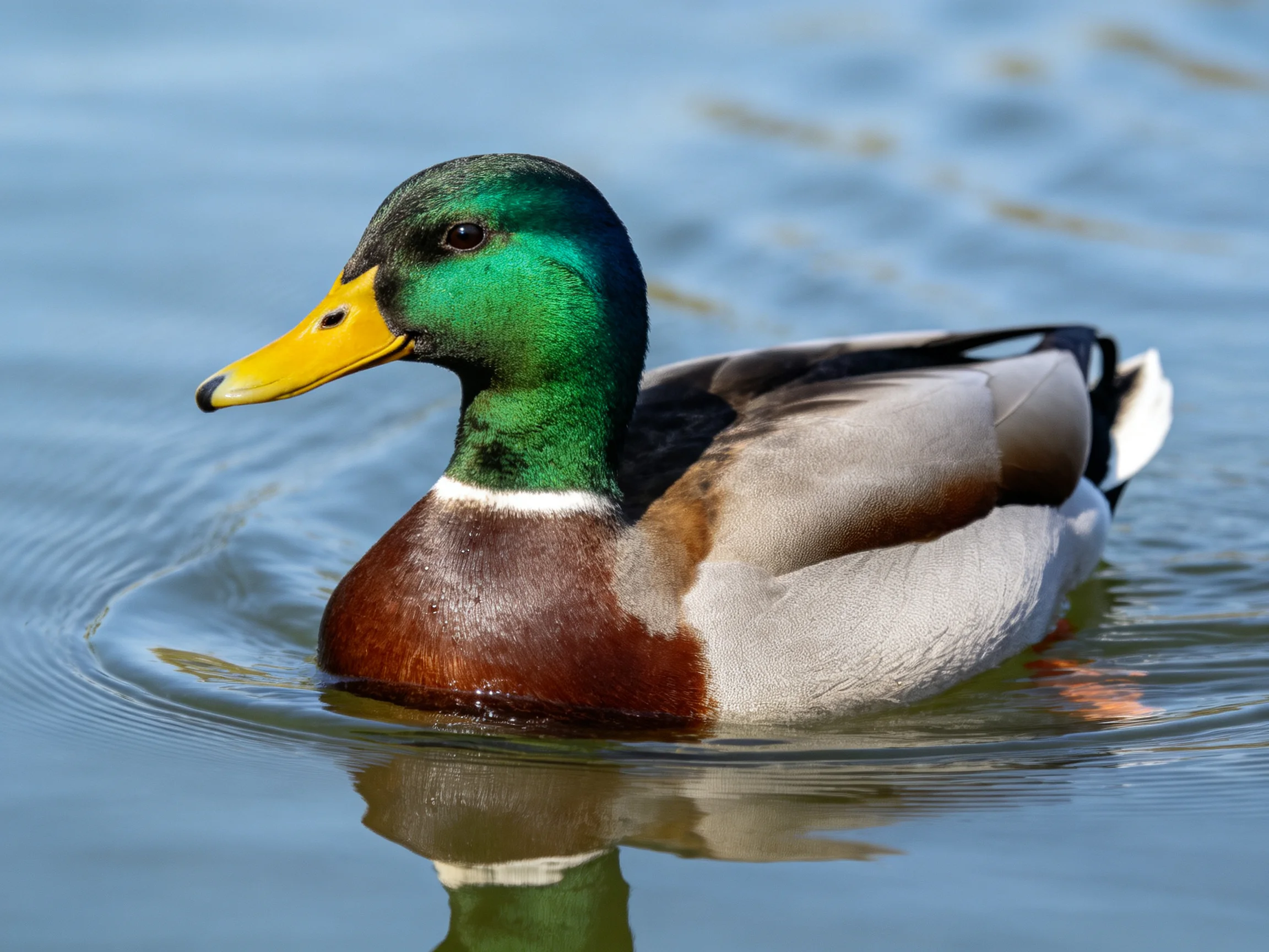 A male mallard duck swimming in clear blue water