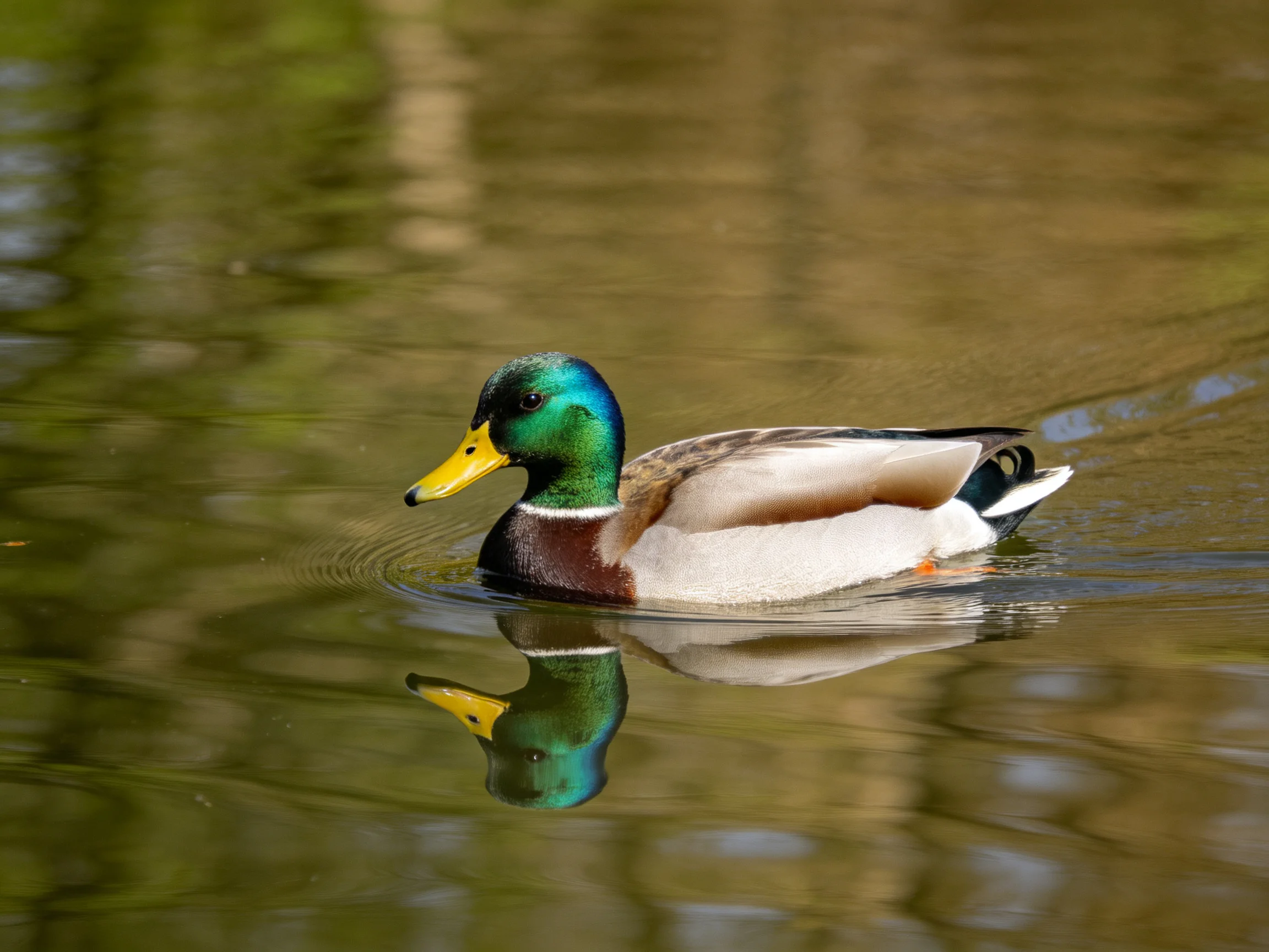 A male mallard duck swimming on calm, reflective water