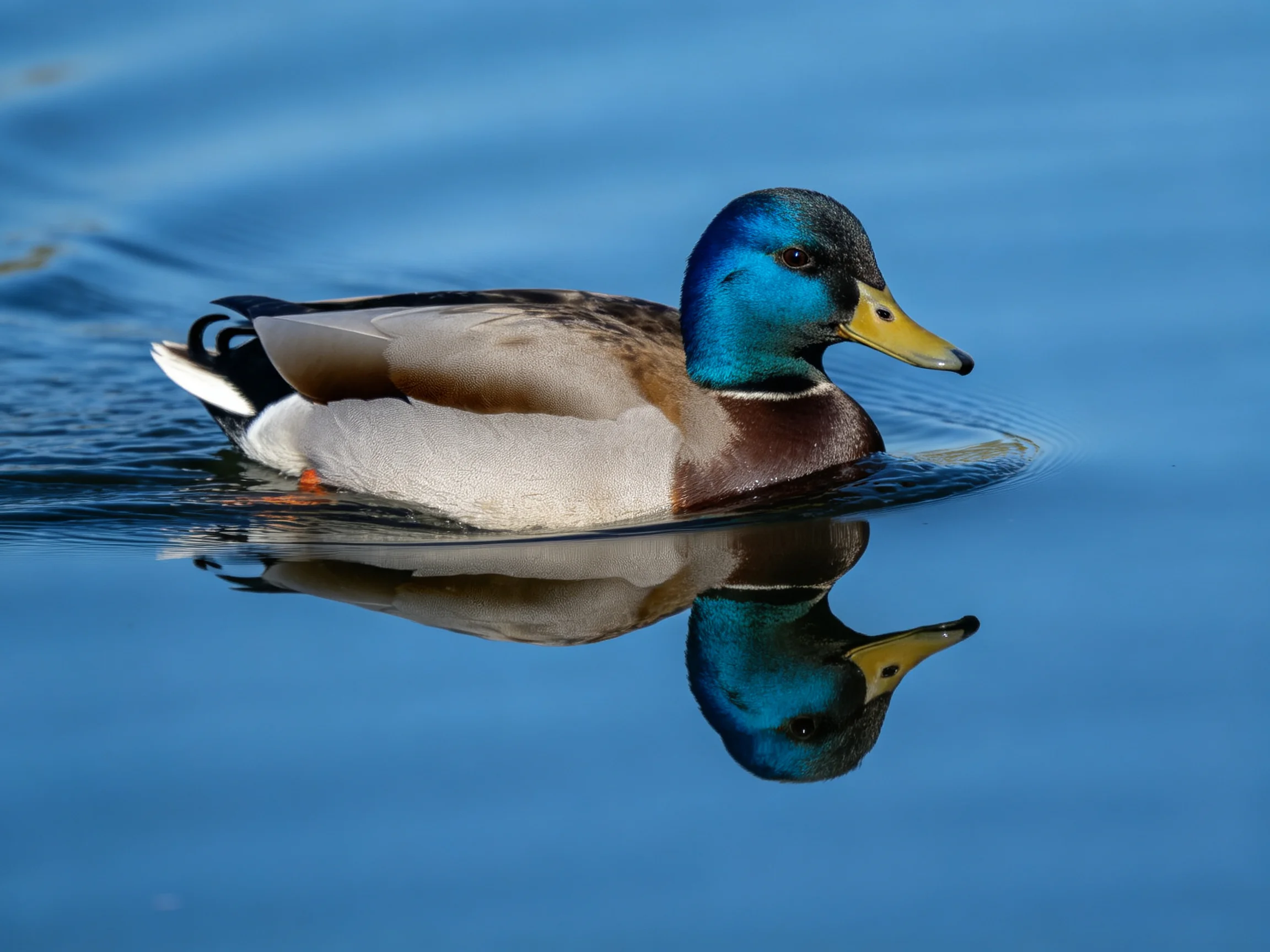 A male mallard duck swims in calm blue water with clear reflection