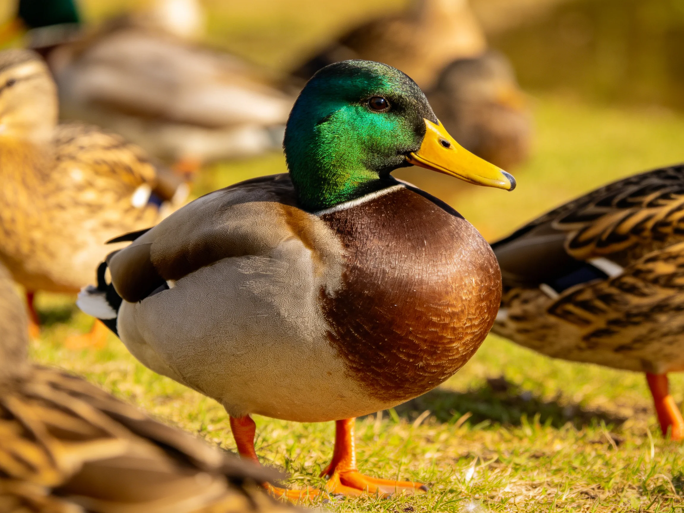 A male mallard duck with green head and yellow beak among other ducks