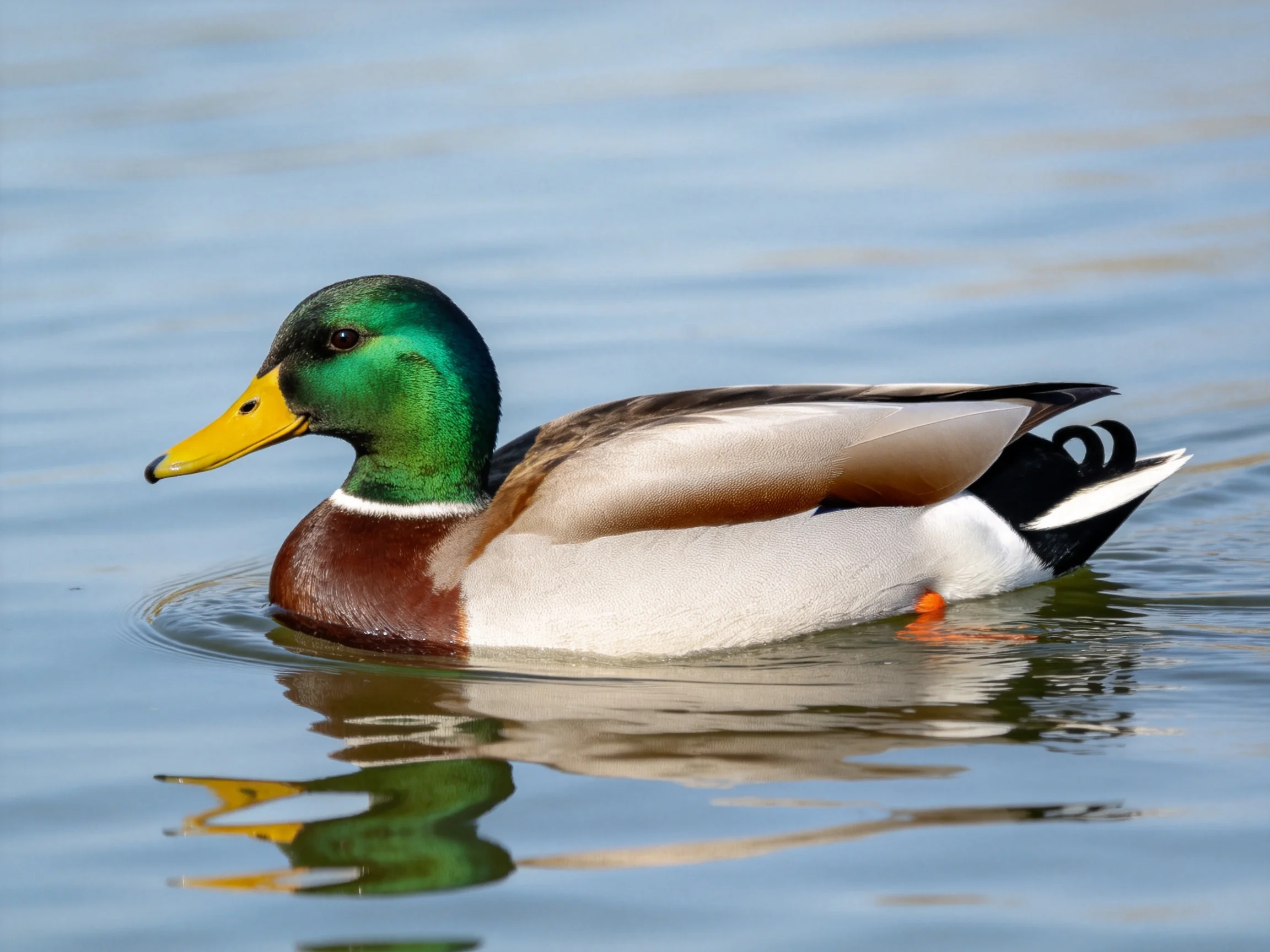 A male mallard duck with green head and yellow bill swimming in clear water