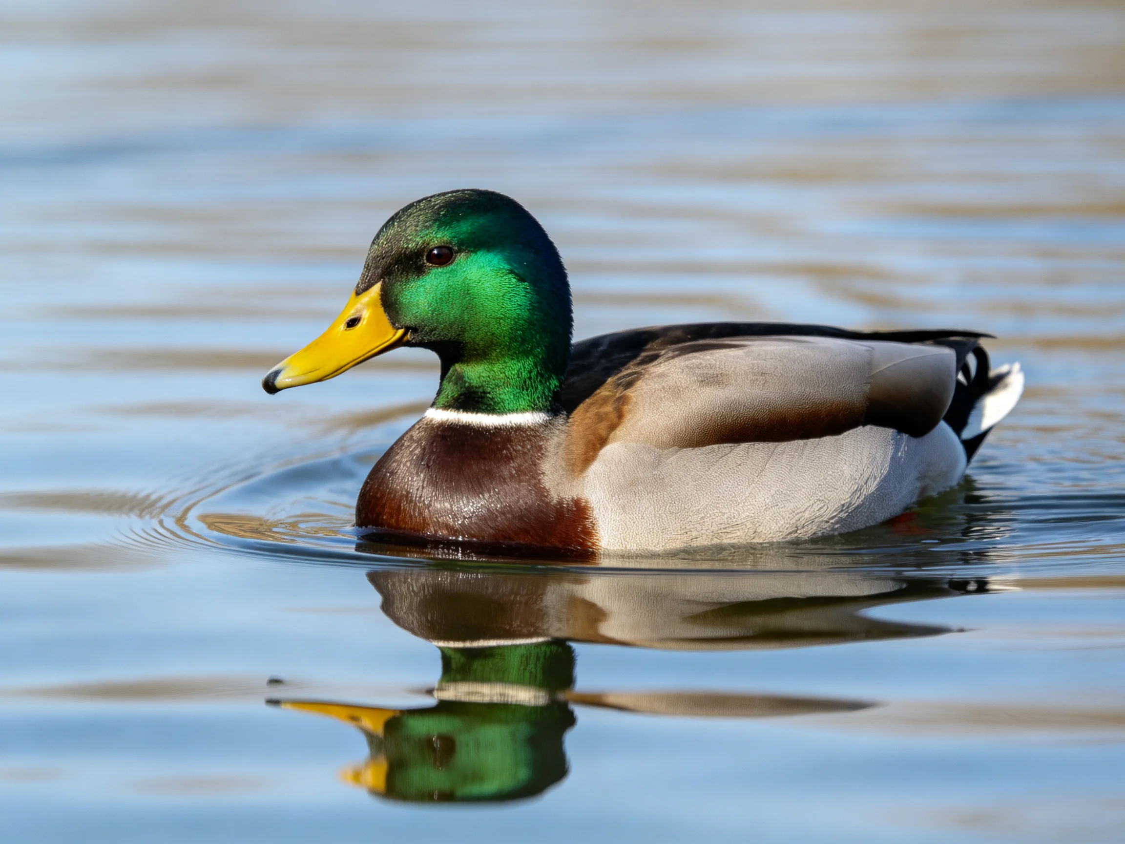 A male mallard duck with green head swims in calm water