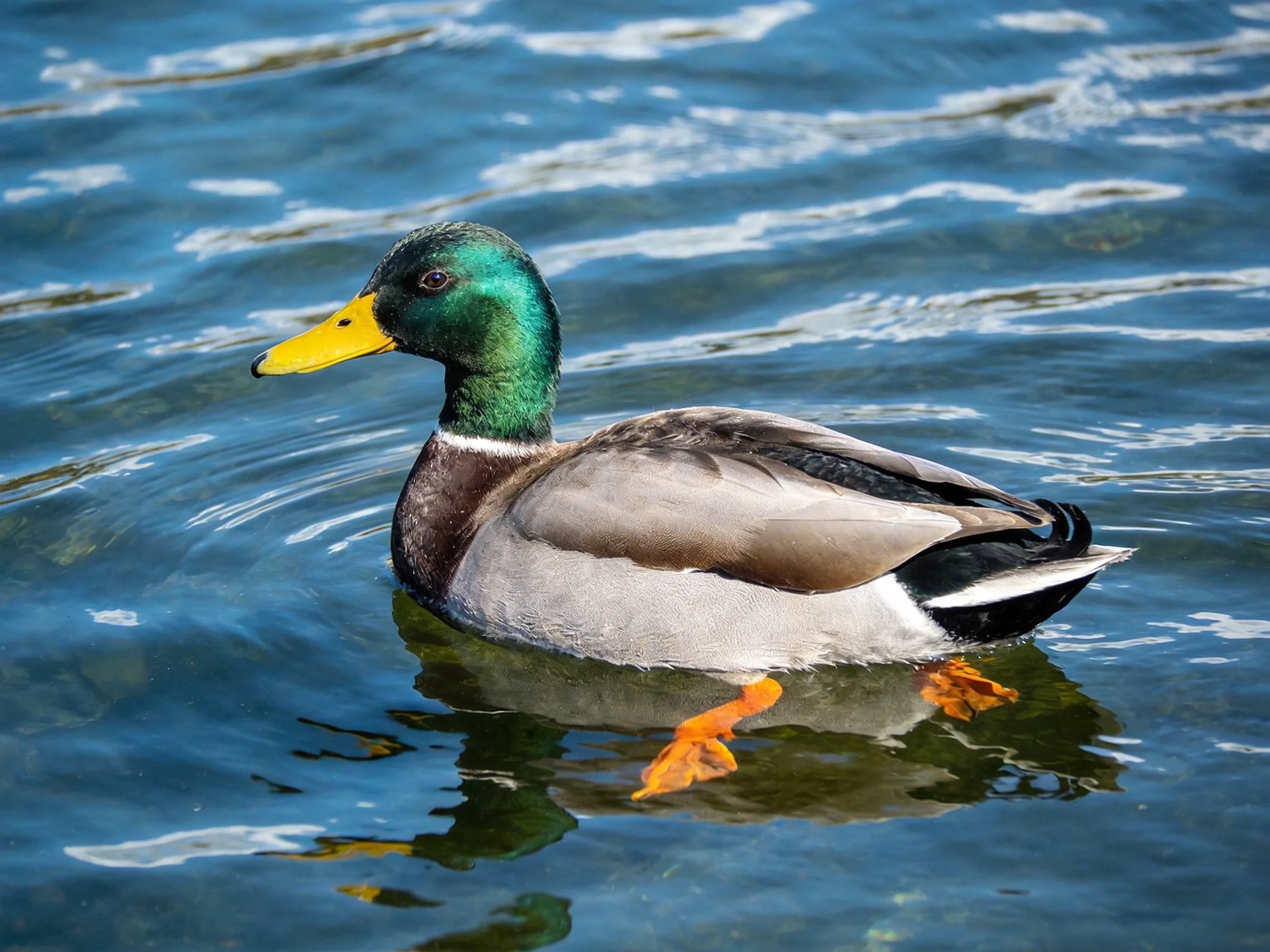 A male mallard duck with green head swims in rippling blue water