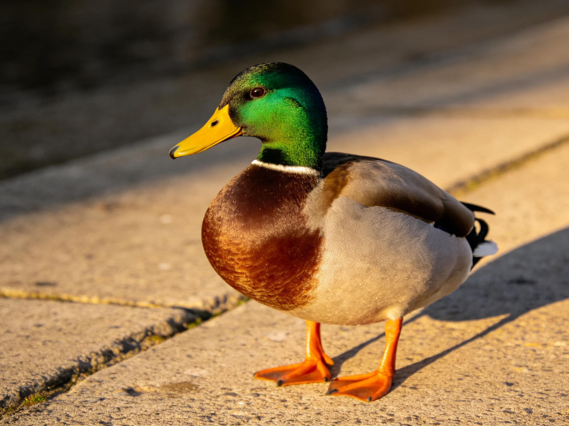 A male mallard duck with green head, yellow bill, brown chest stands on concrete pavement