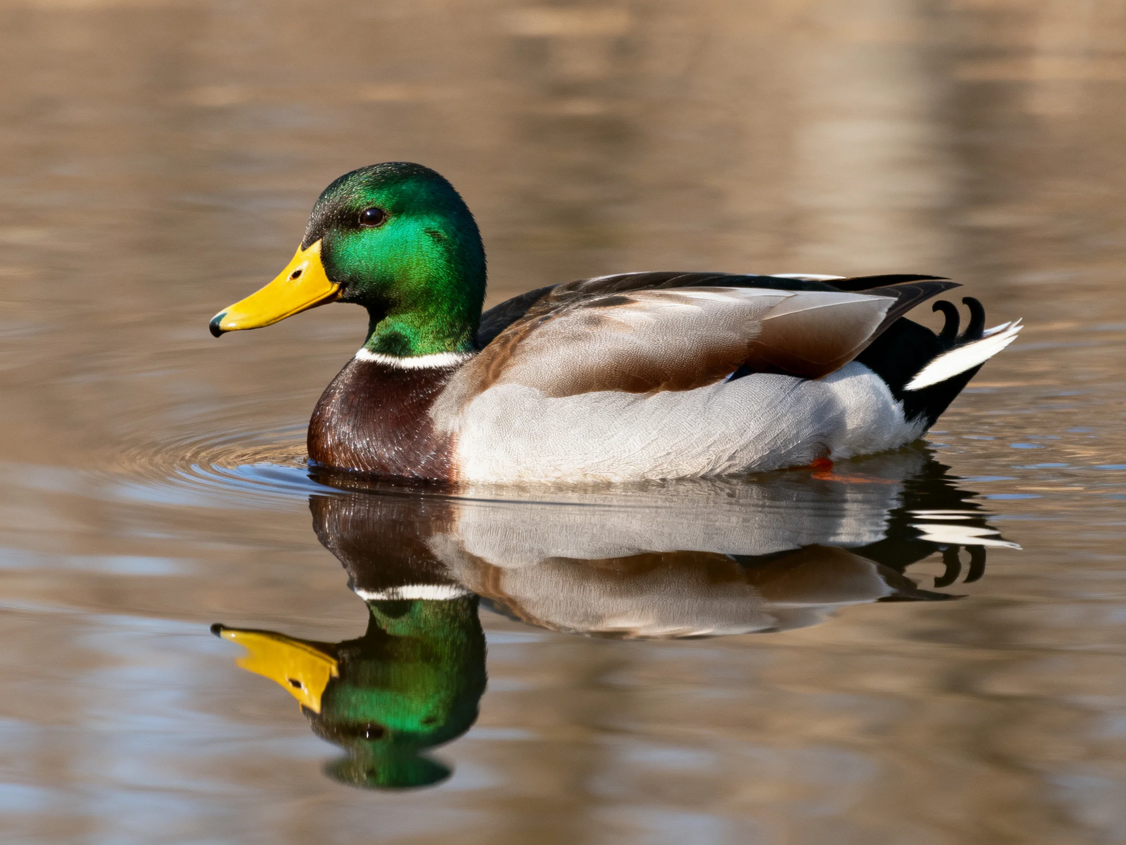 A male mallard duck with green head, yellow bill swimming in calm water