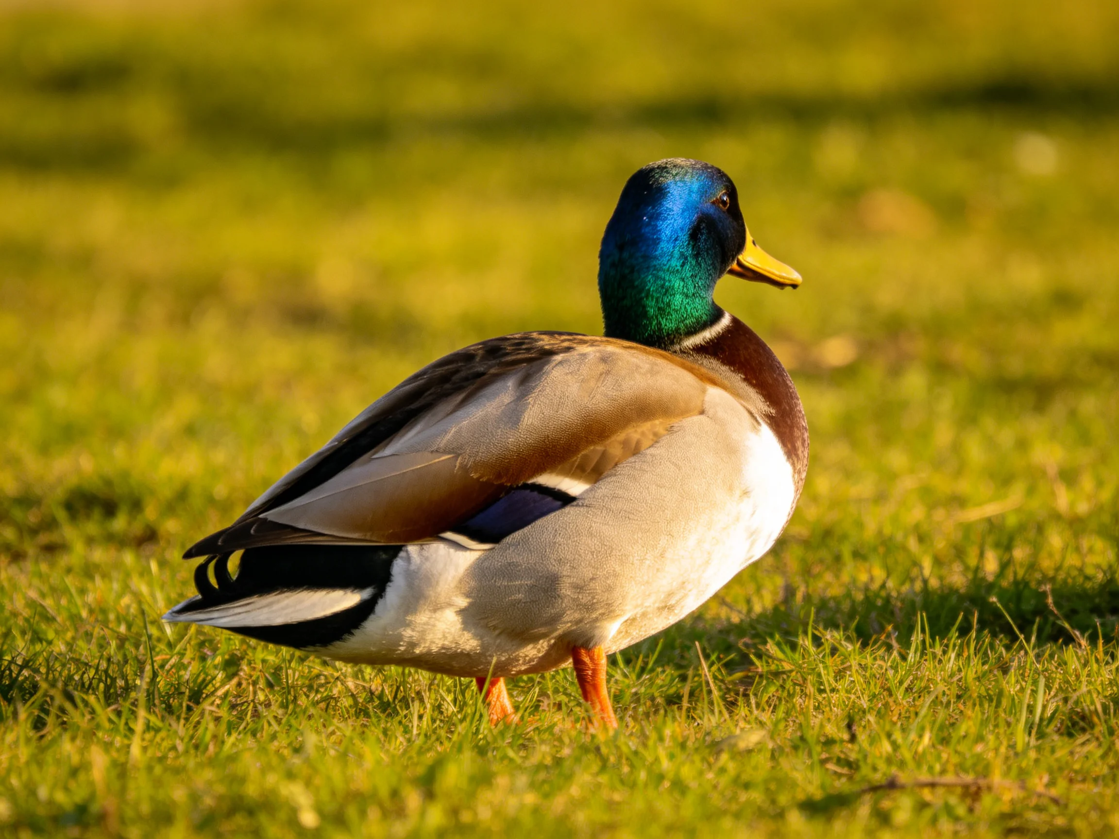 A male mallard duck with iridescent blue head and brown chest on grass