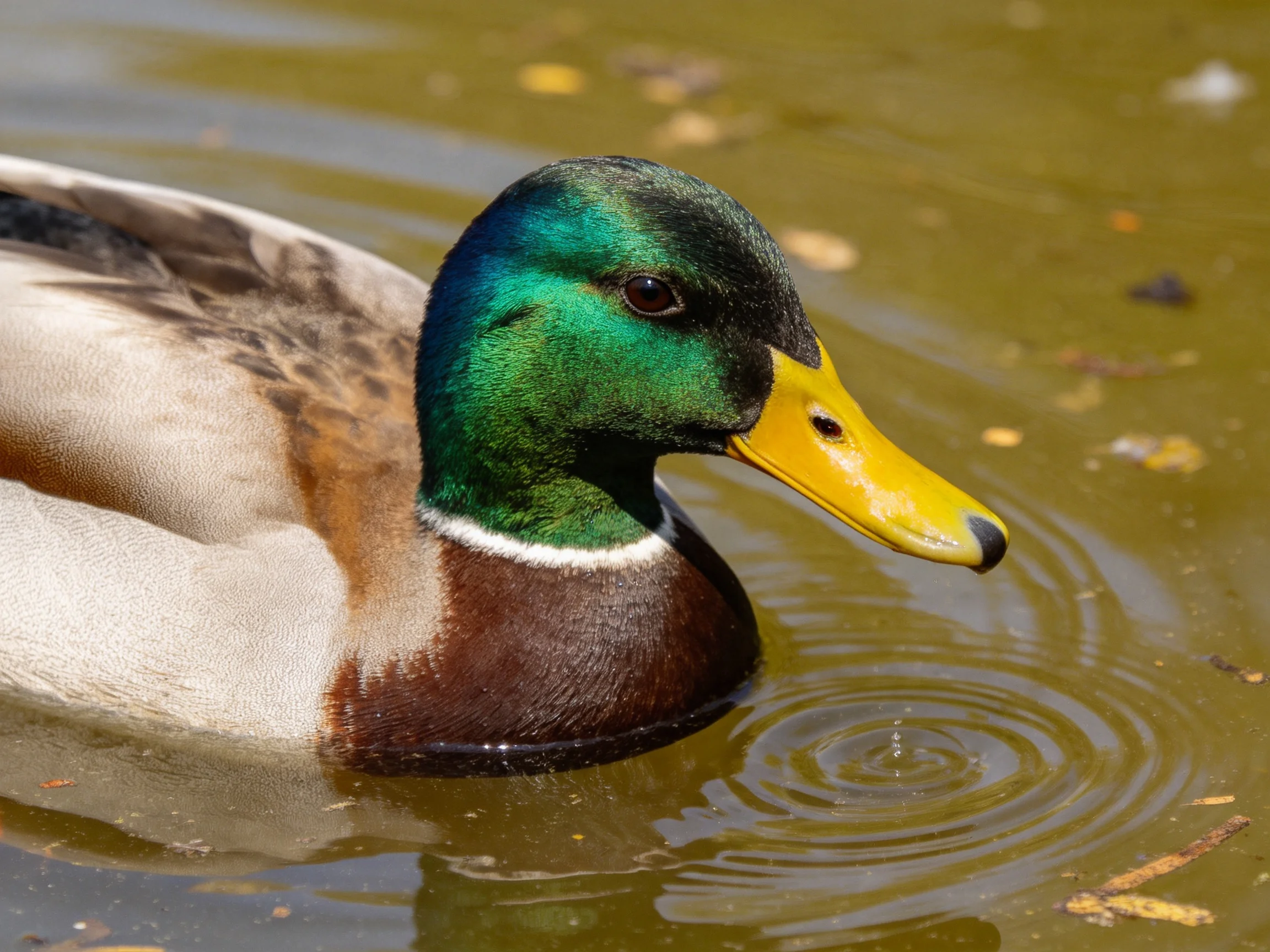 A male mallard duck with iridescent green head and bright yellow bill swims in rippled water