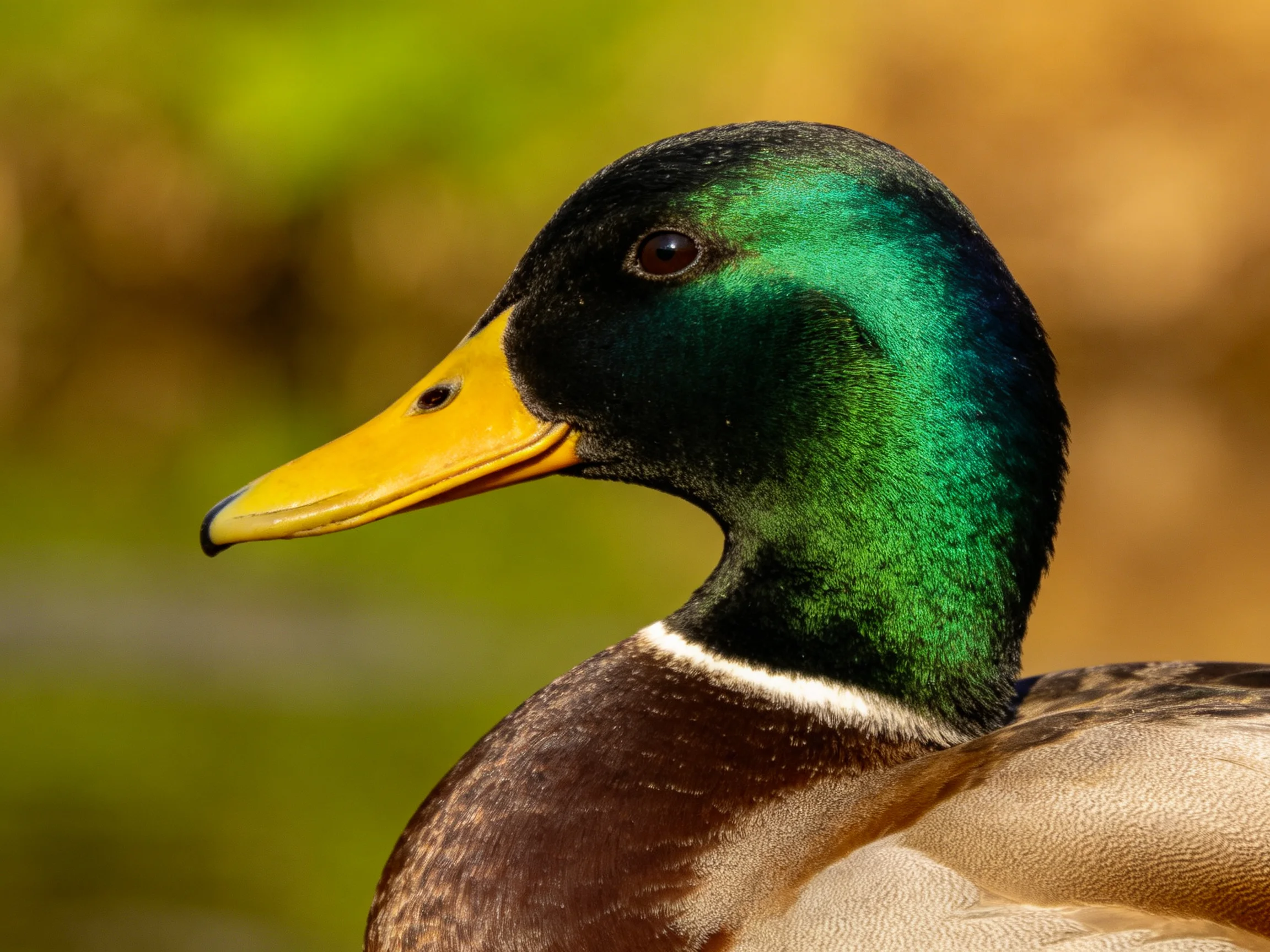A male mallard duck with iridescent green head and bright yellow bill