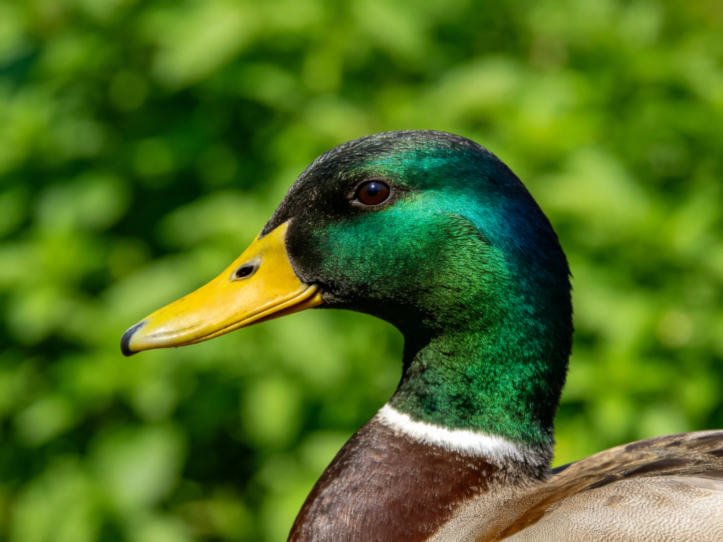 A male mallard duck with iridescent green head, bright yellow bill, and brown body near leafy greener