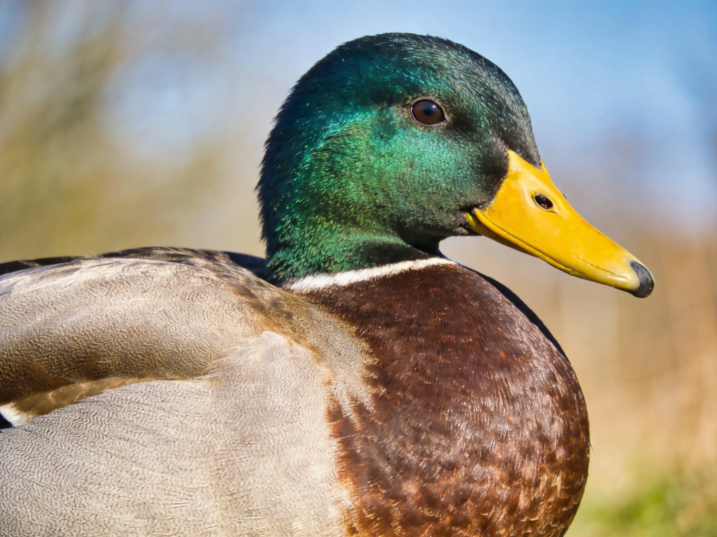 A male mallard duck with iridescent green head, bright yellow bill, and brown chest feathers
