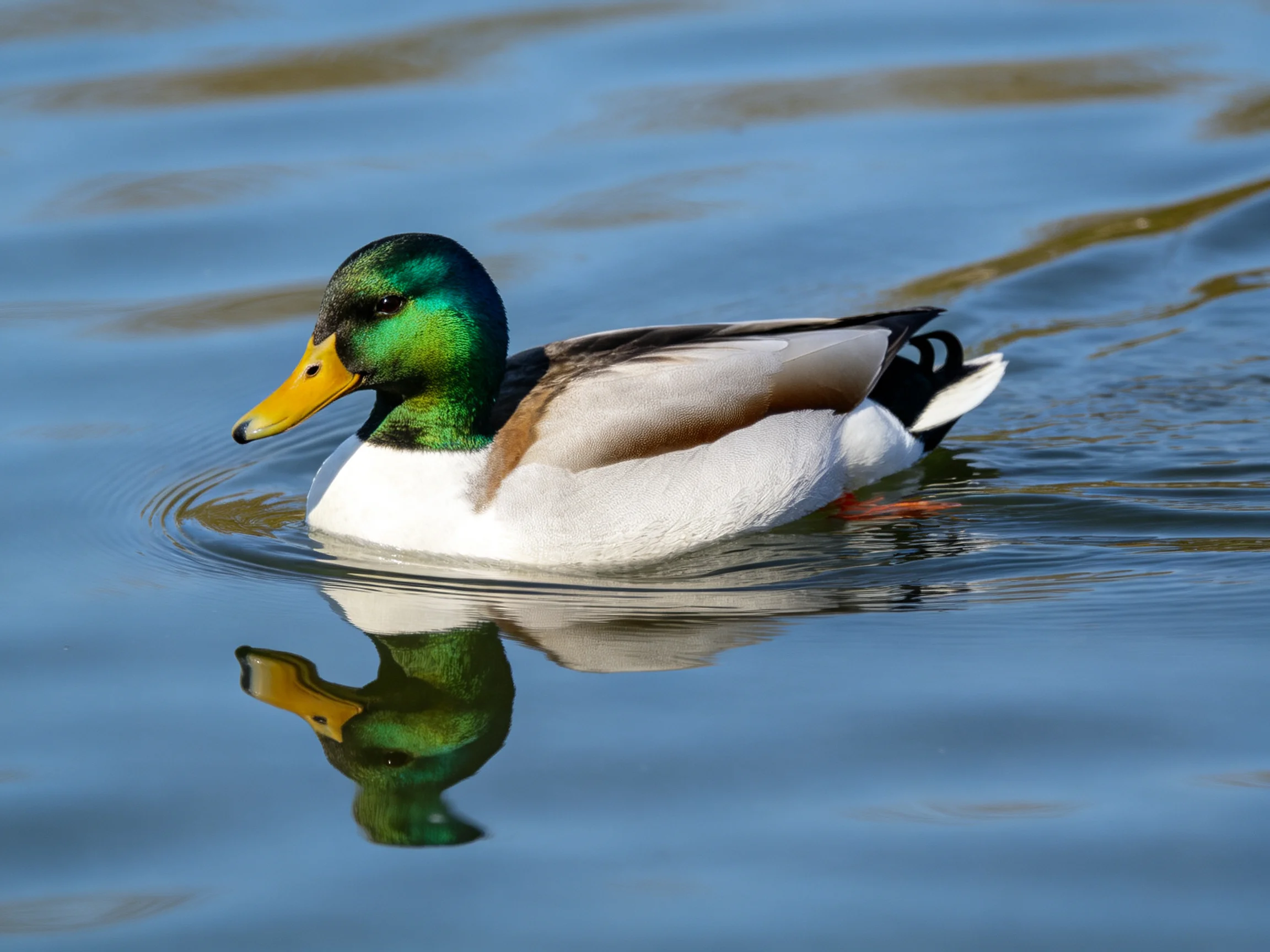 A male mallard duck with iridescent green head swims in clear blue water