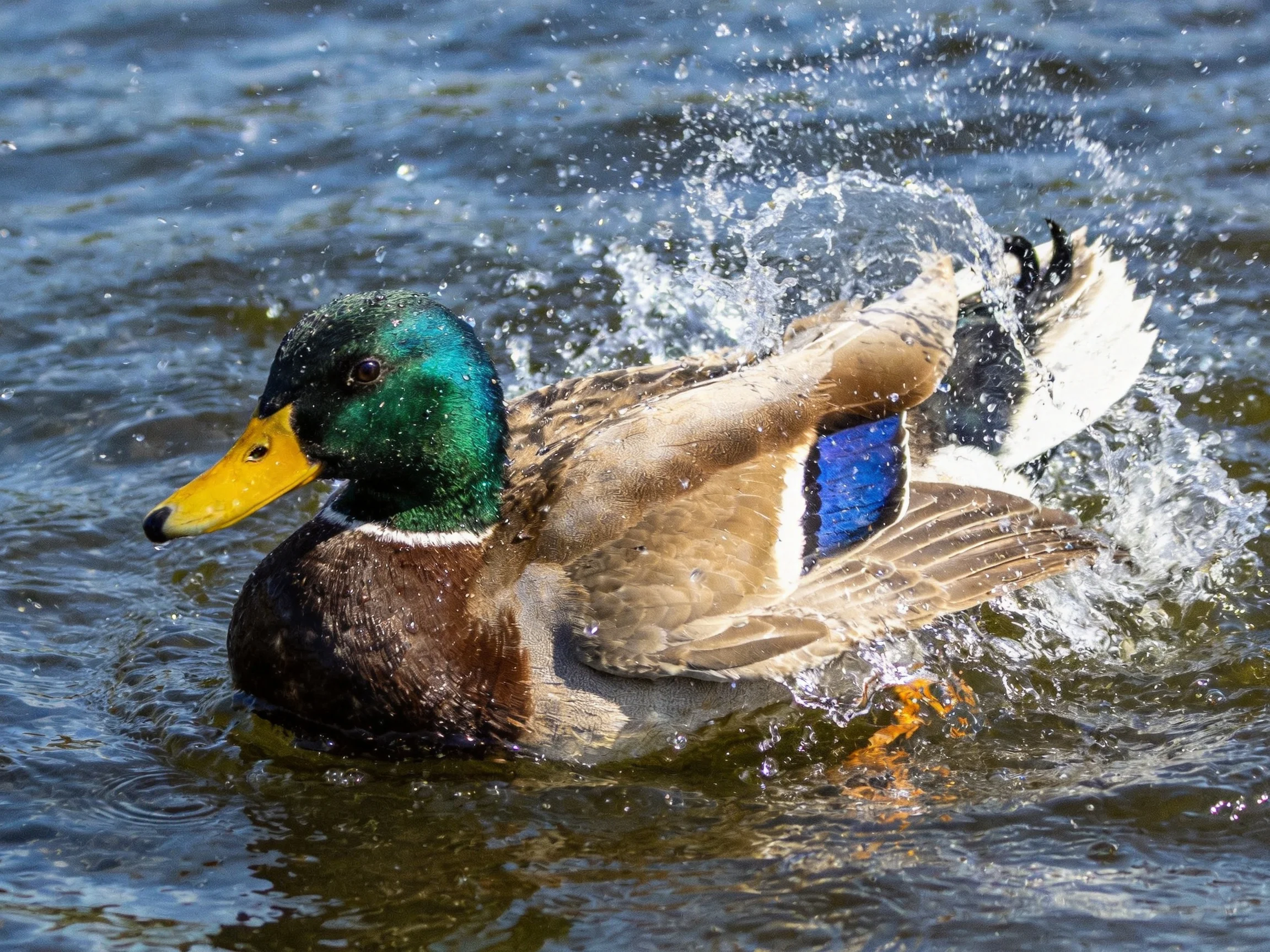 A male mallard duck with iridescent green head, yellow beak, and blue wing splashing in water