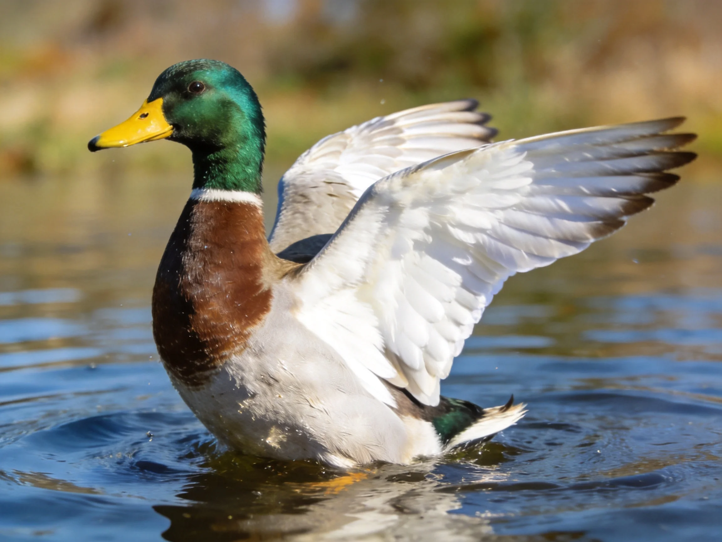 A male mallard duck with outstretched wings in calm water