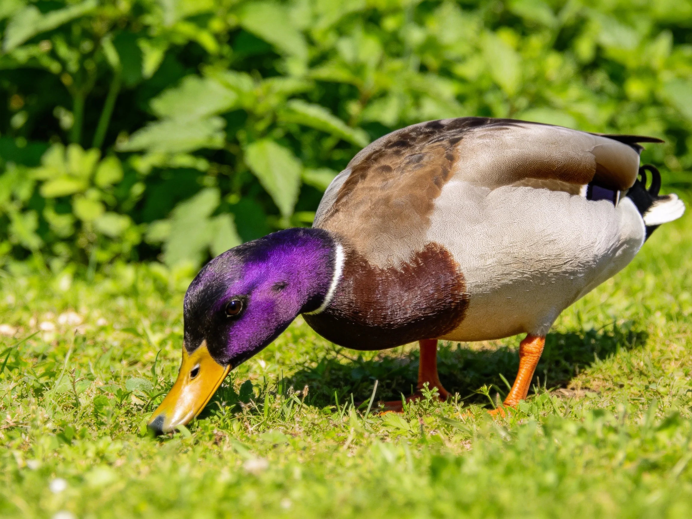 A male mallard duck with purple head foraging on green grass
