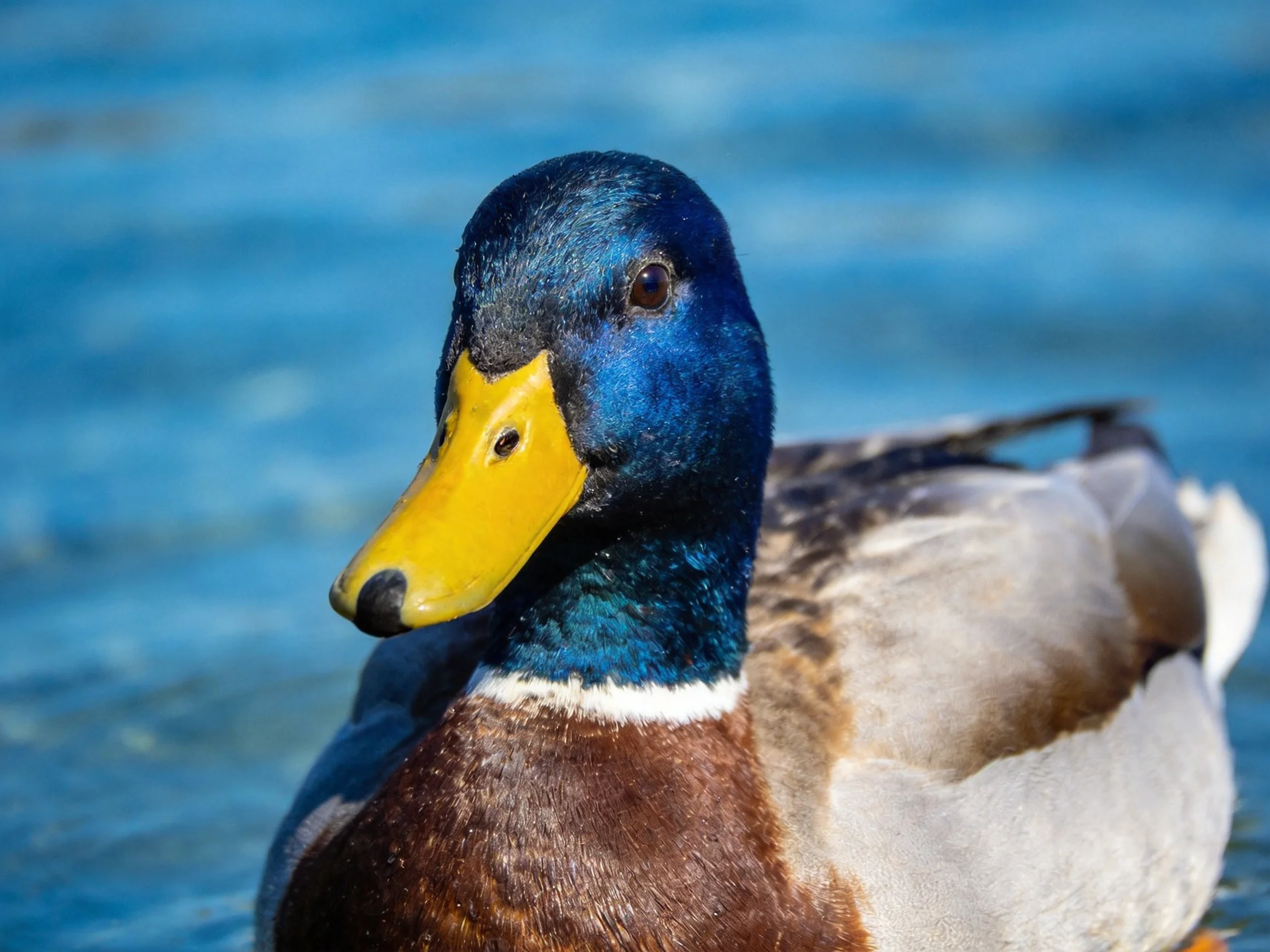 A male mallard duck with vibrant blue head and bright yellow bill in clear water
