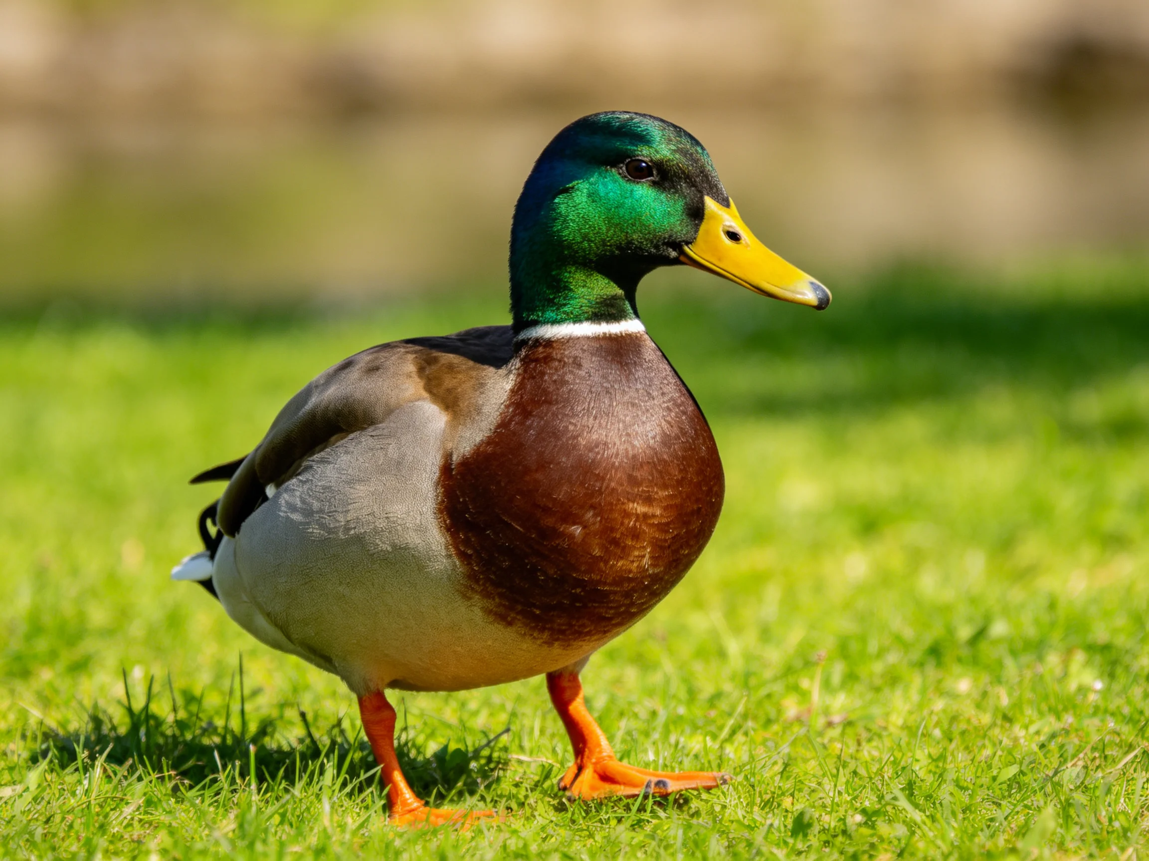 A male mallard duck with vibrant green head, brown chest, and orange legs on lush grass