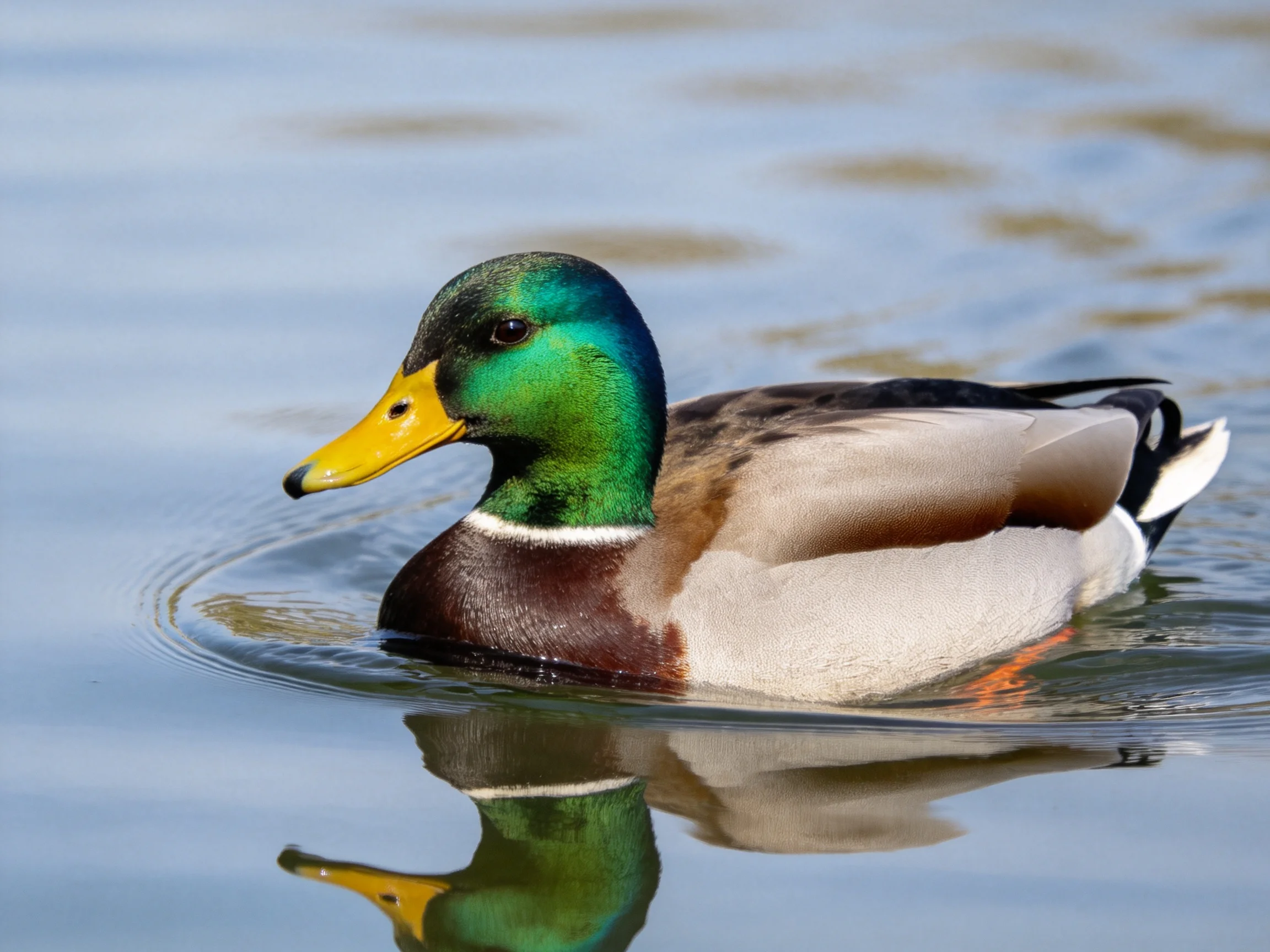 A male mallard duck with vibrant plumage swims in calm water