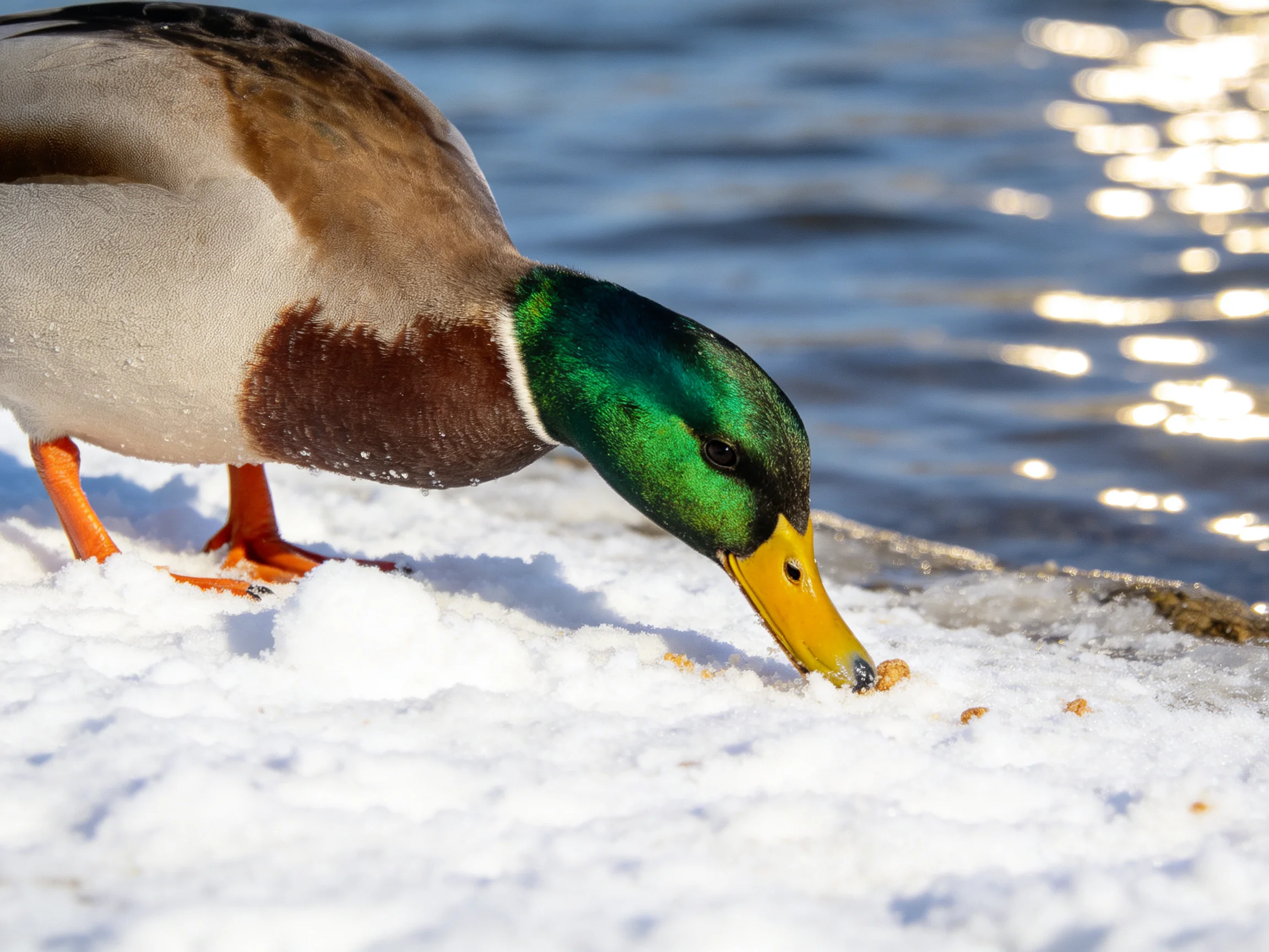 A mallard duck foraging on snowy ground near shimmering water