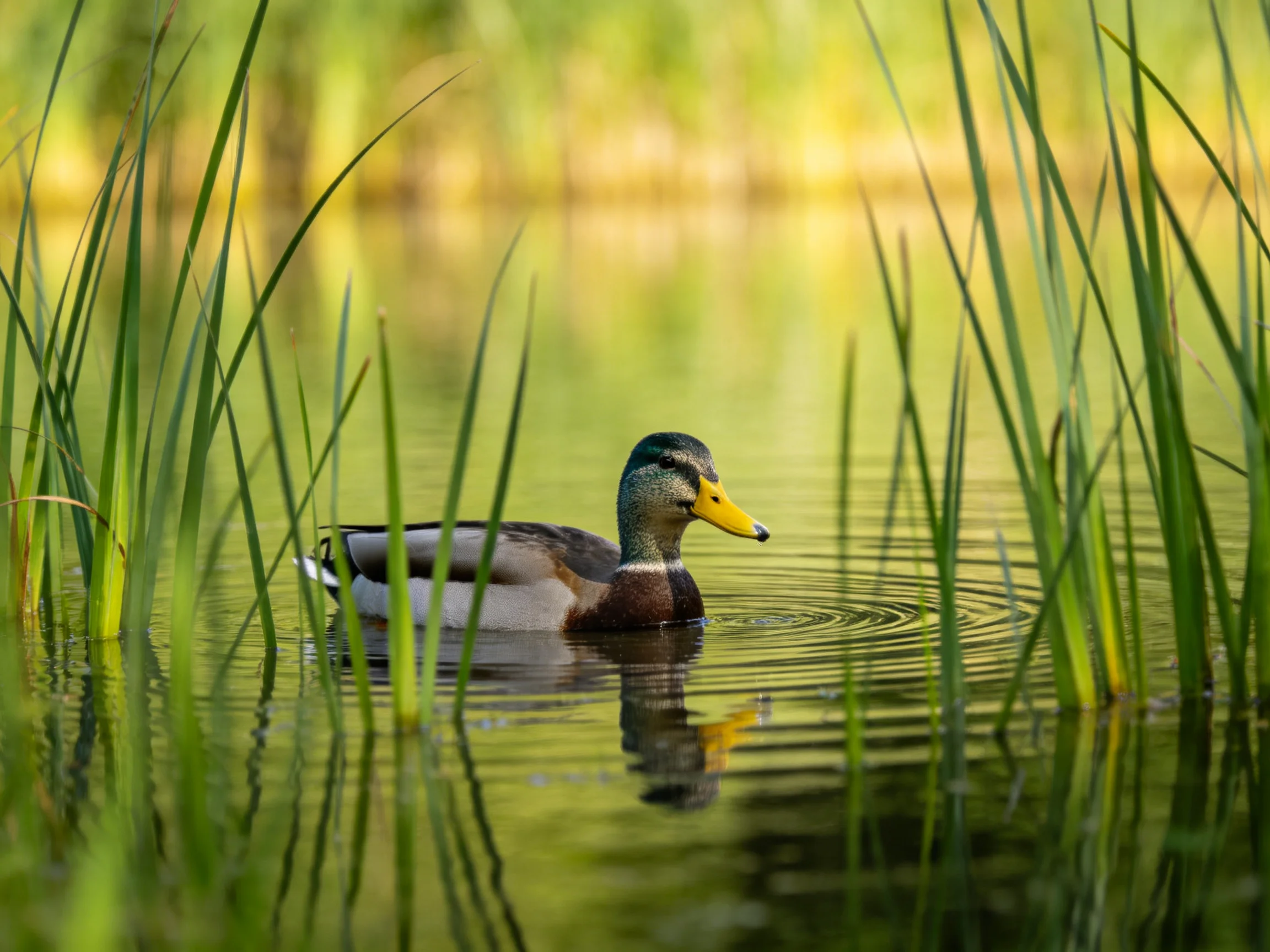 A mallard duck glides through calm water near tall green reeds