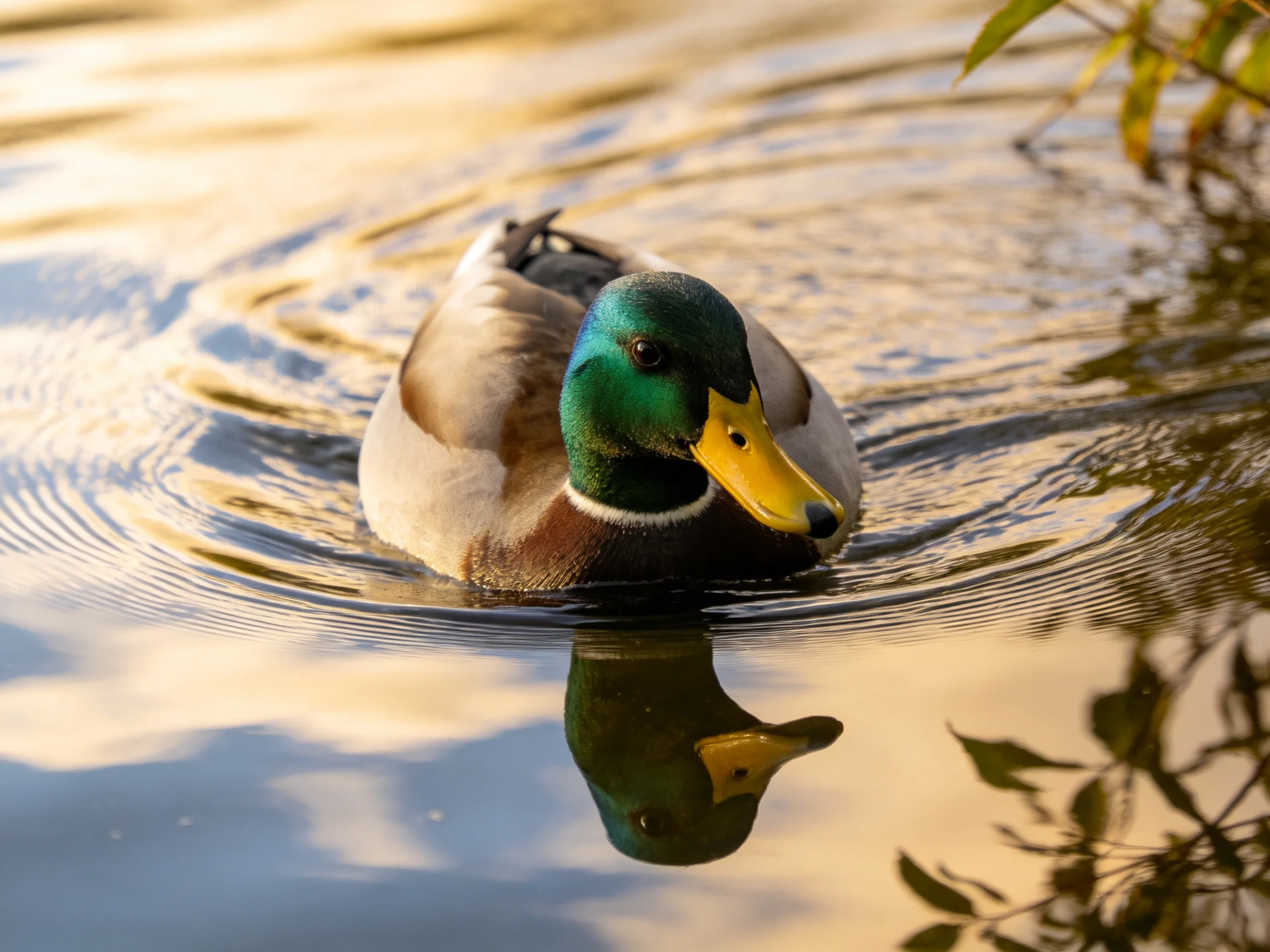 A mallard duck glides through reflective, sun-dappled water