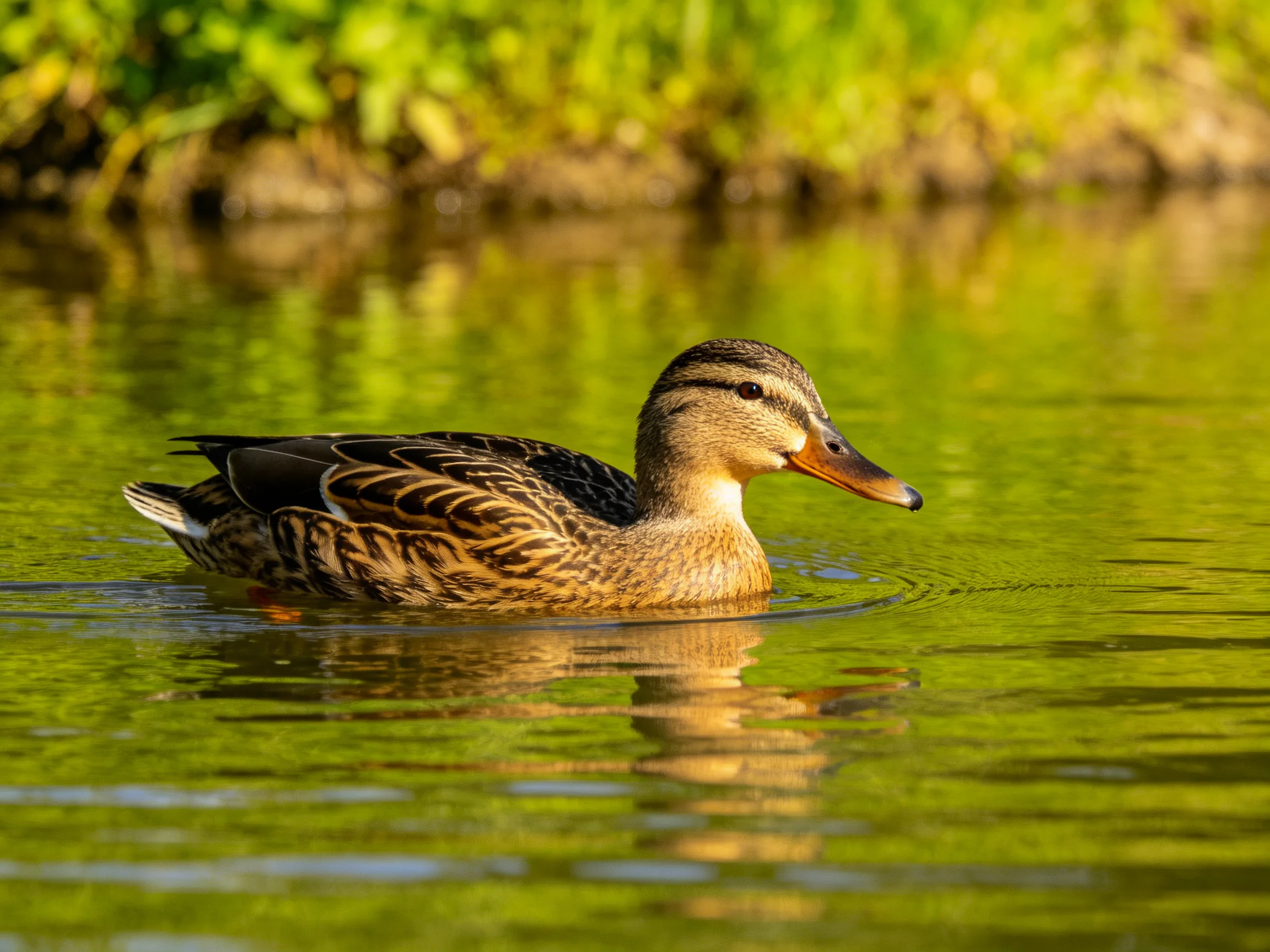 A mallard duck glides through serene green water beside dense foliage