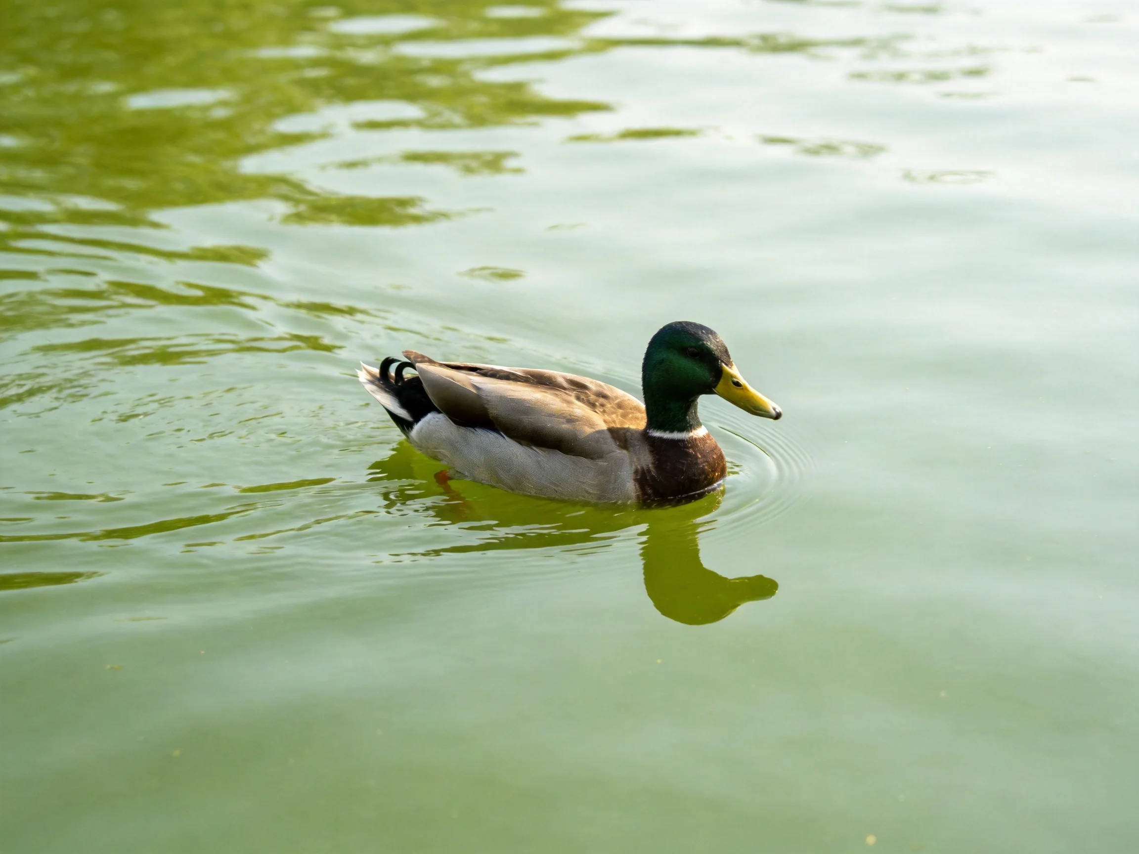 A mallard duck glides through serene greenish water