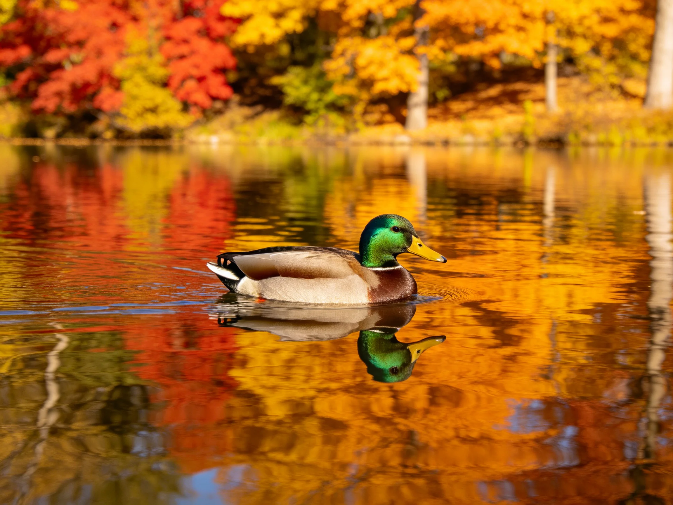 A mallard duck gliding across calm water with vibrant fall foliage reflections