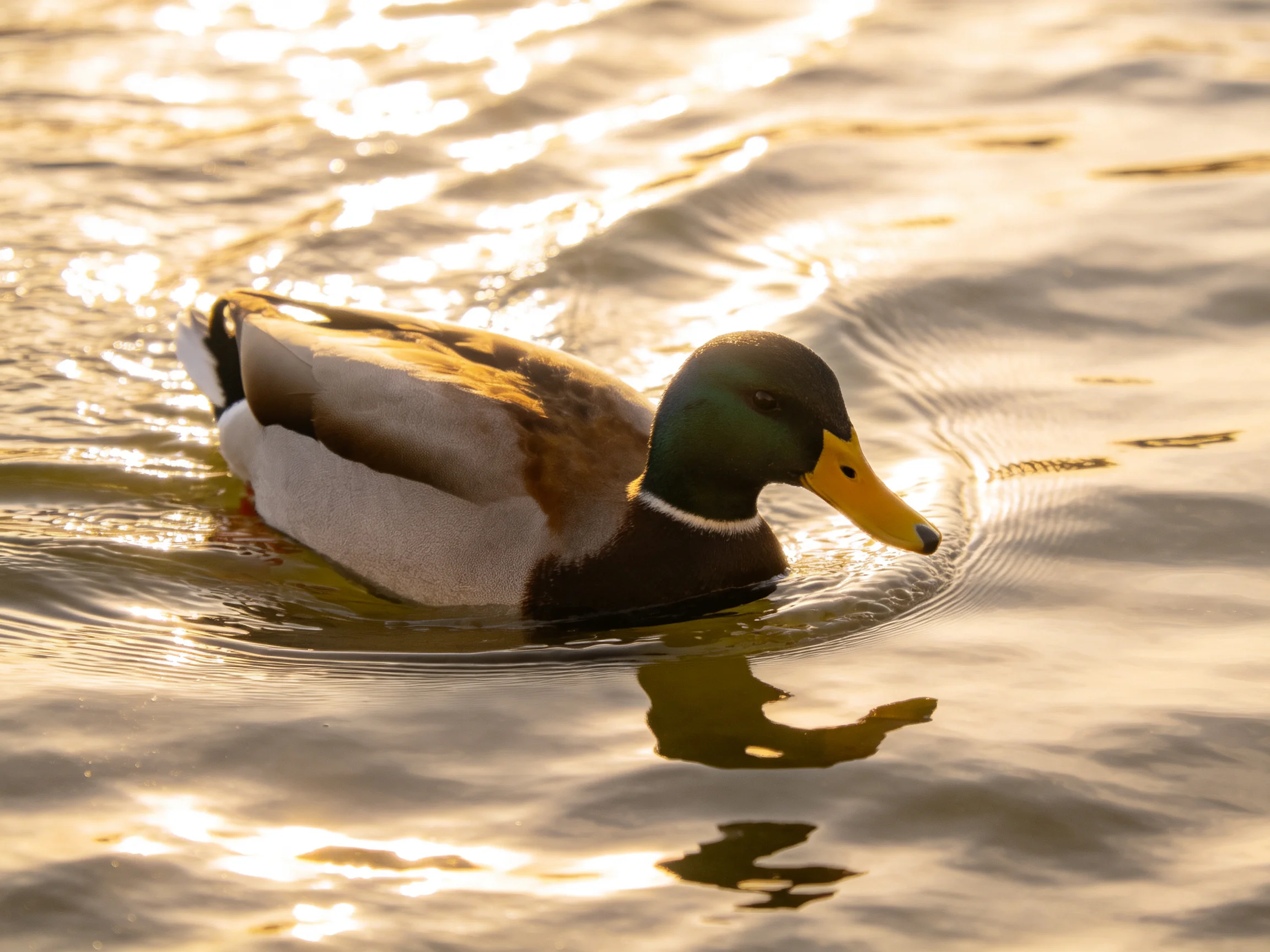 A mallard duck gliding through shimmering golden water