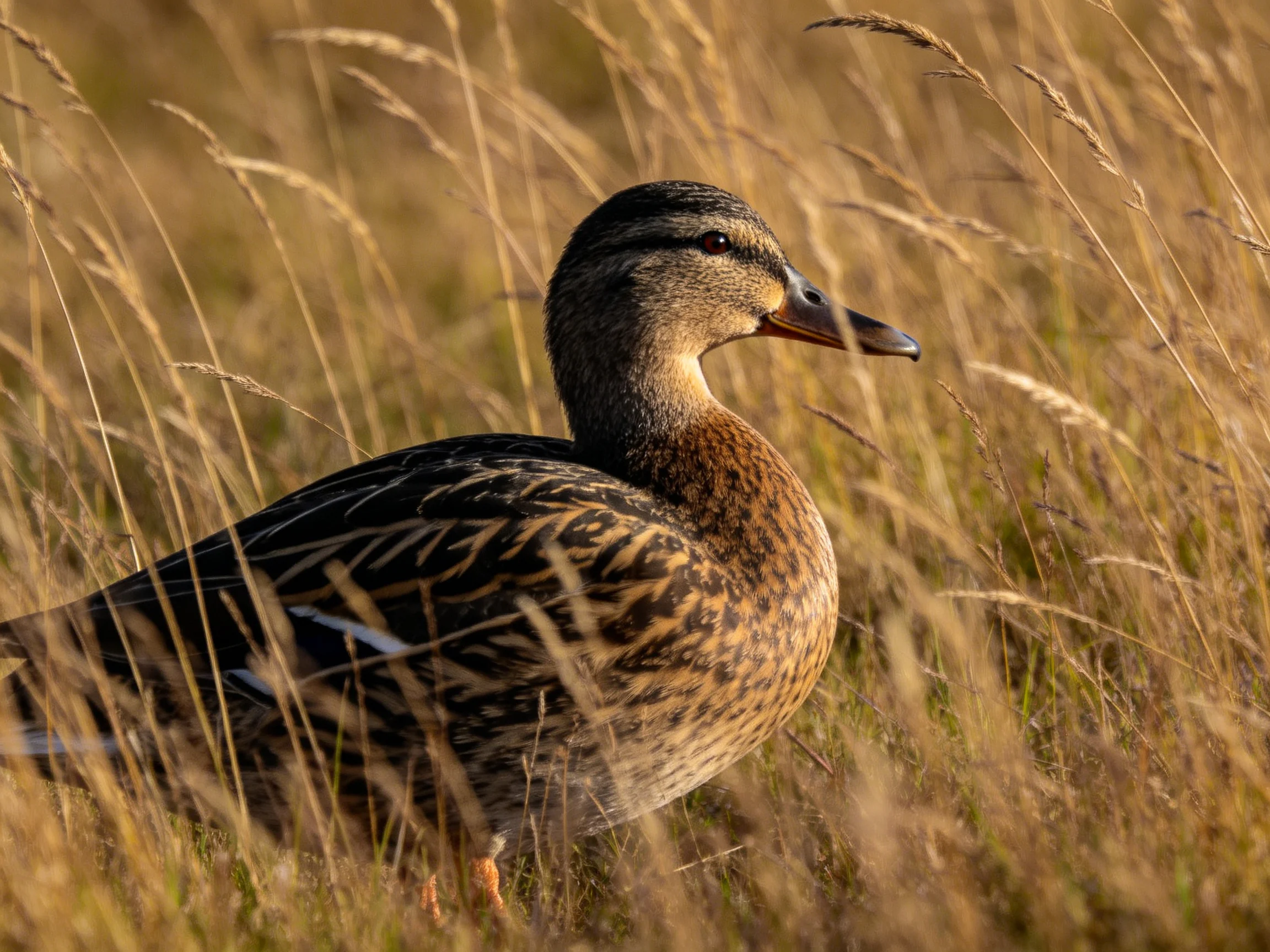 A mallard duck nestled among golden-brown tall grasses