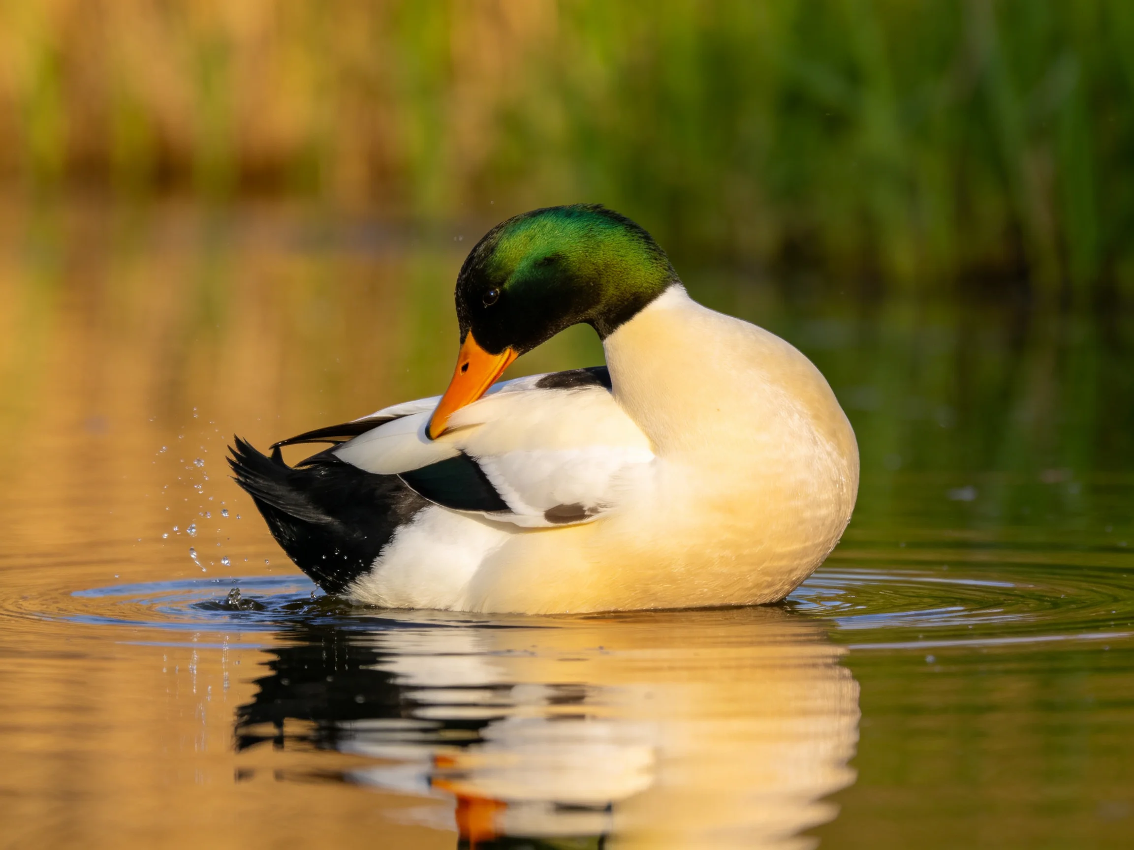 A mallard duck preening in calm water with golden reflections