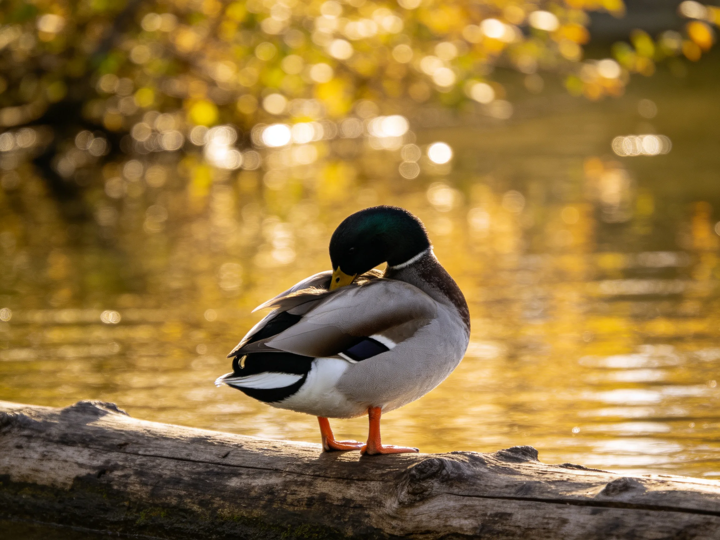 A mallard duck preening on a weathered log by golden waters