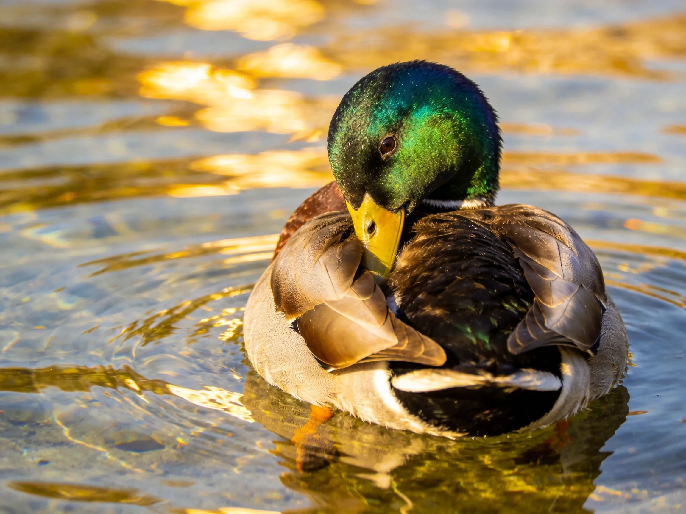 A mallard duck preening with iridescent green head and yellow beak in shimmering water