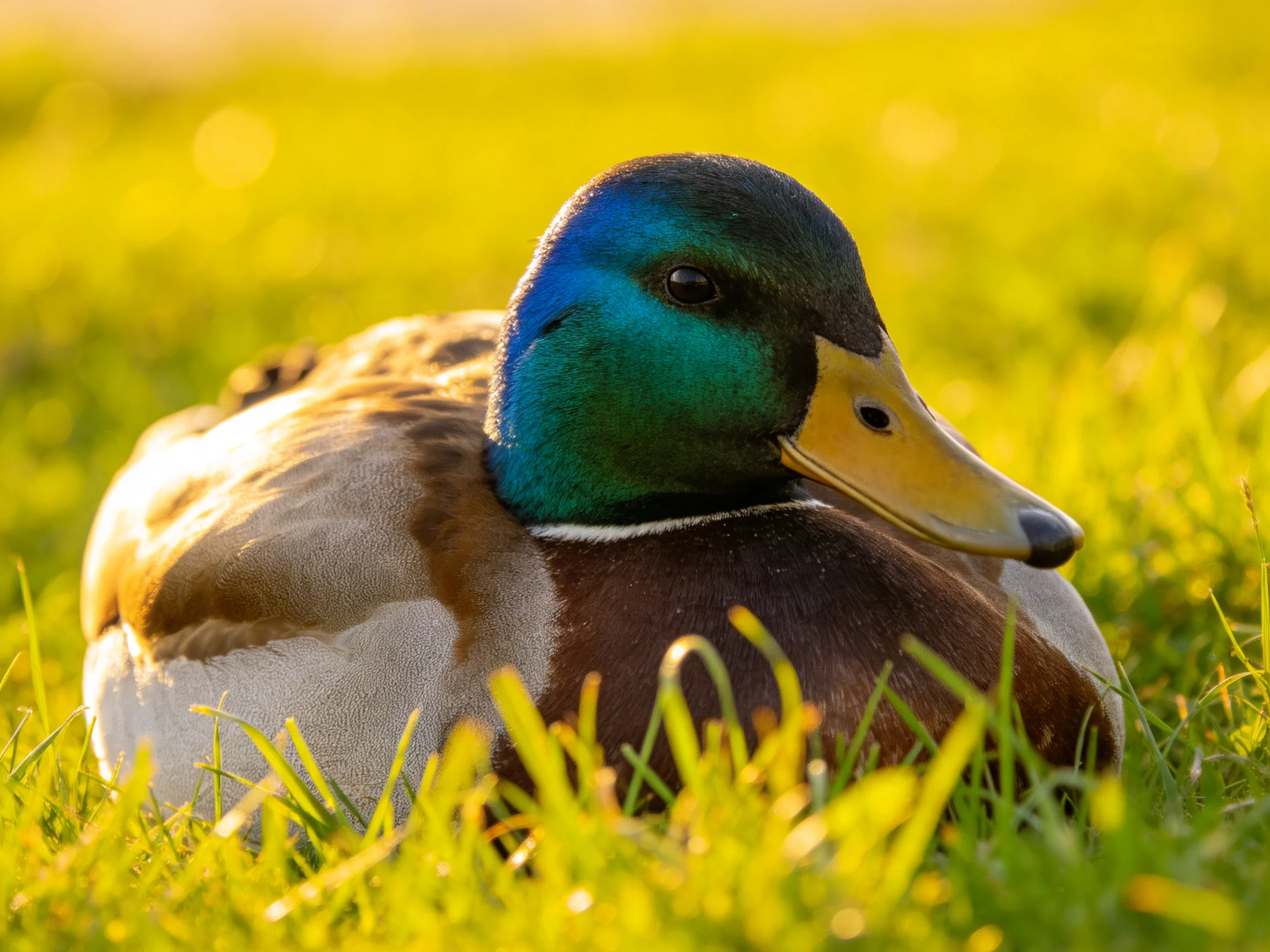 A mallard duck resting in bright green grass with blue-green head and brown plumage