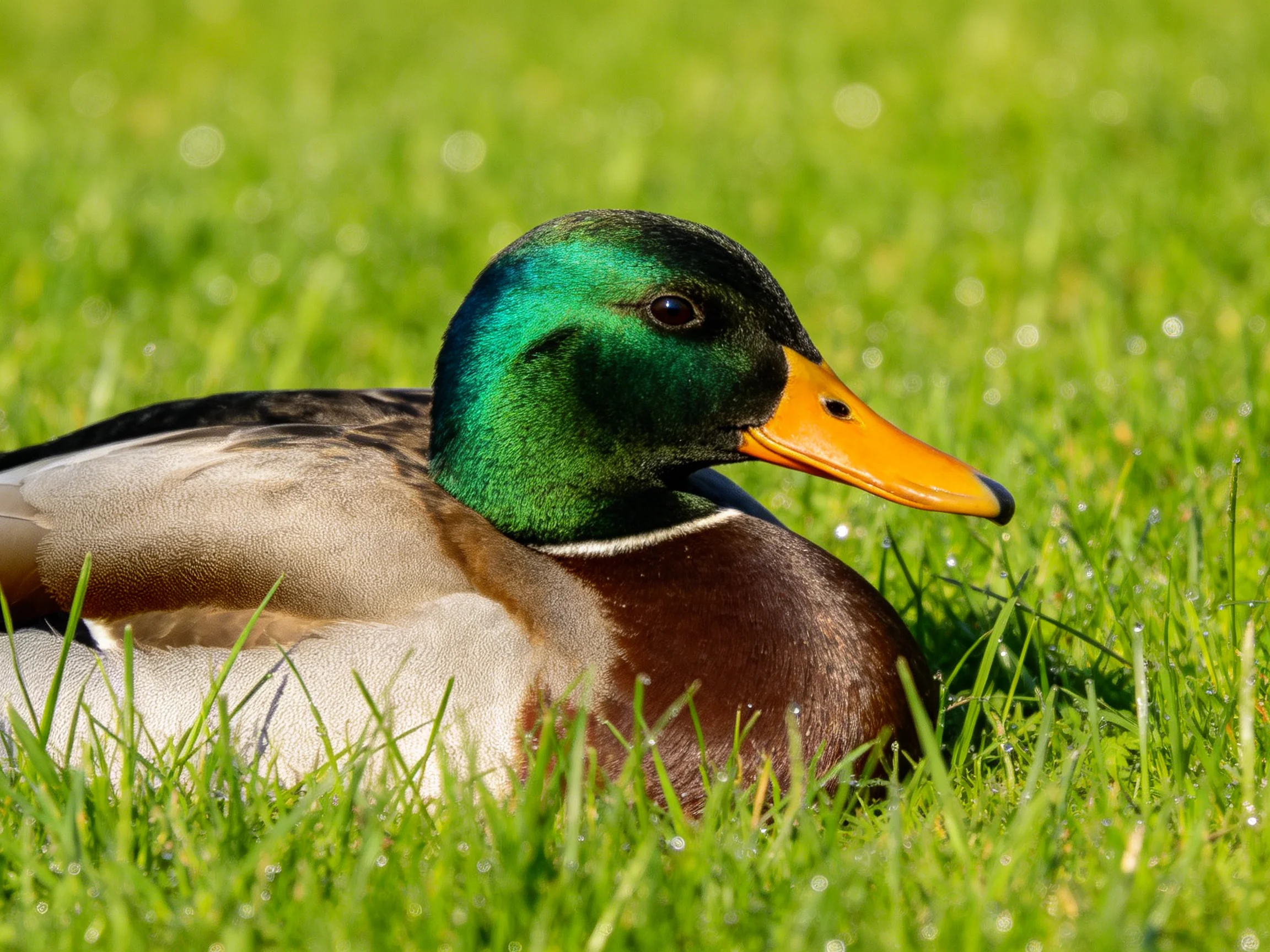 A mallard duck resting on lush green grass with an iridescent green head