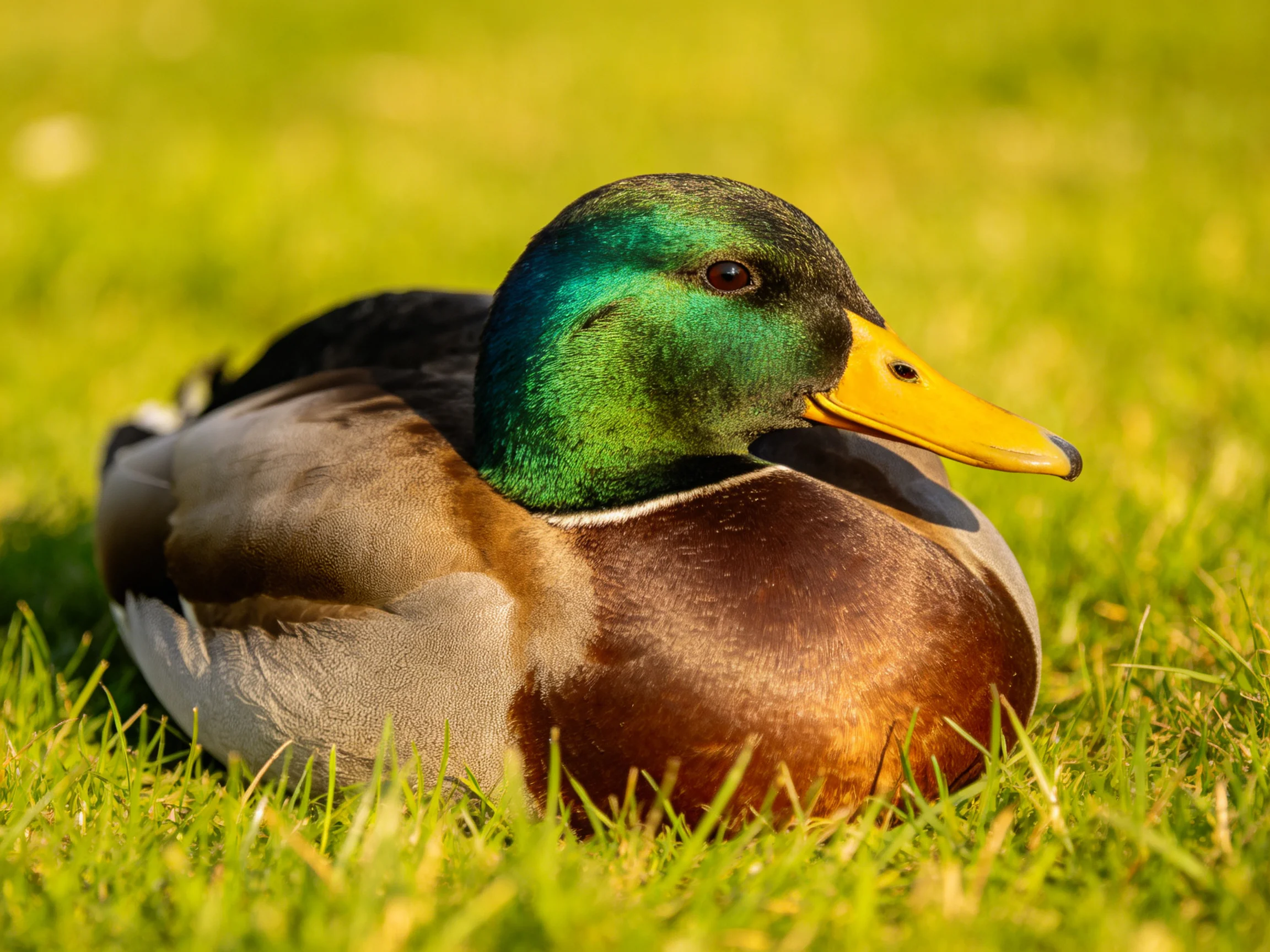A mallard duck sits calmly on bright green grass.