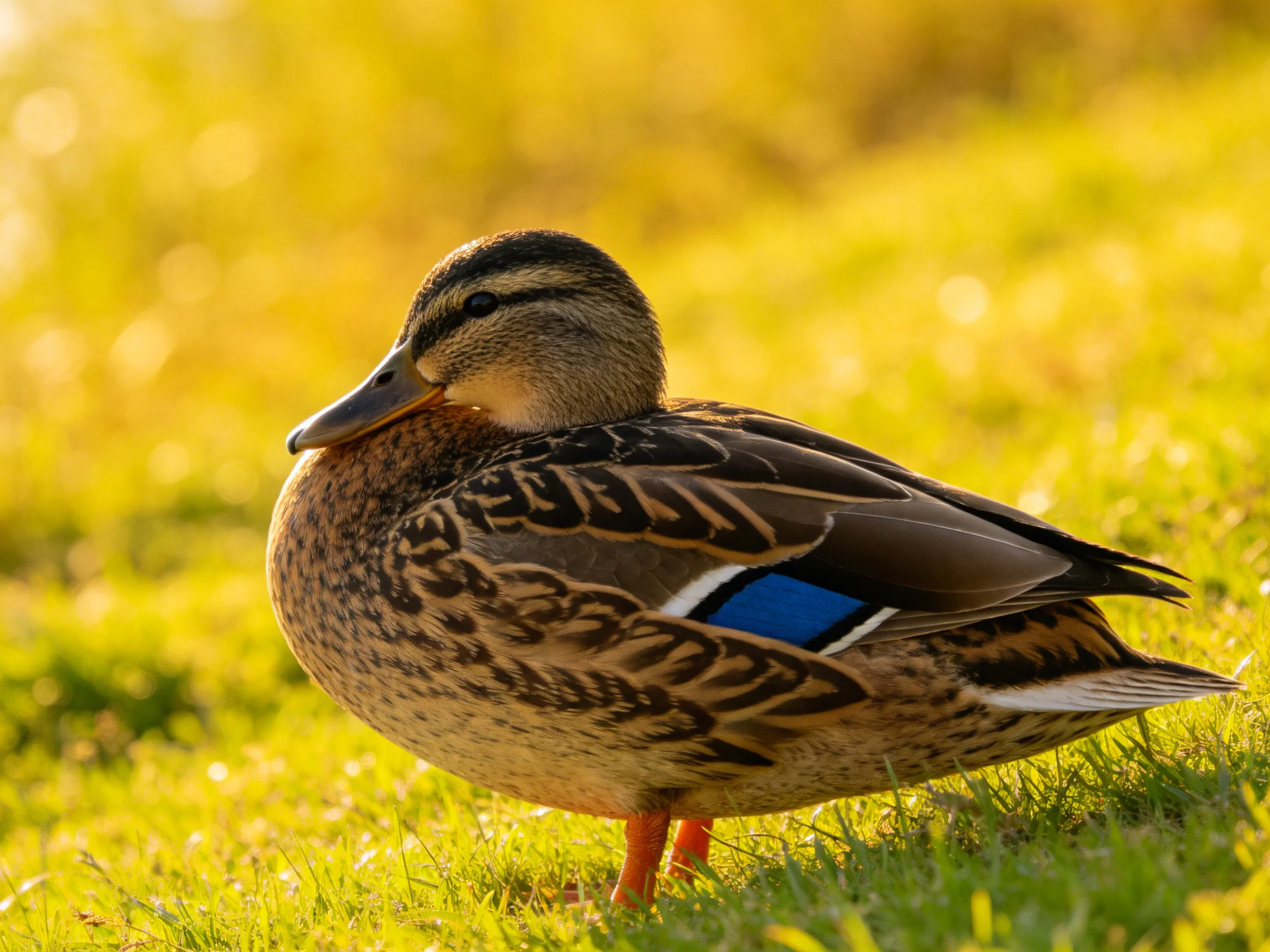 A mallard duck resting on sunlit green grass with brown and blue plumage
