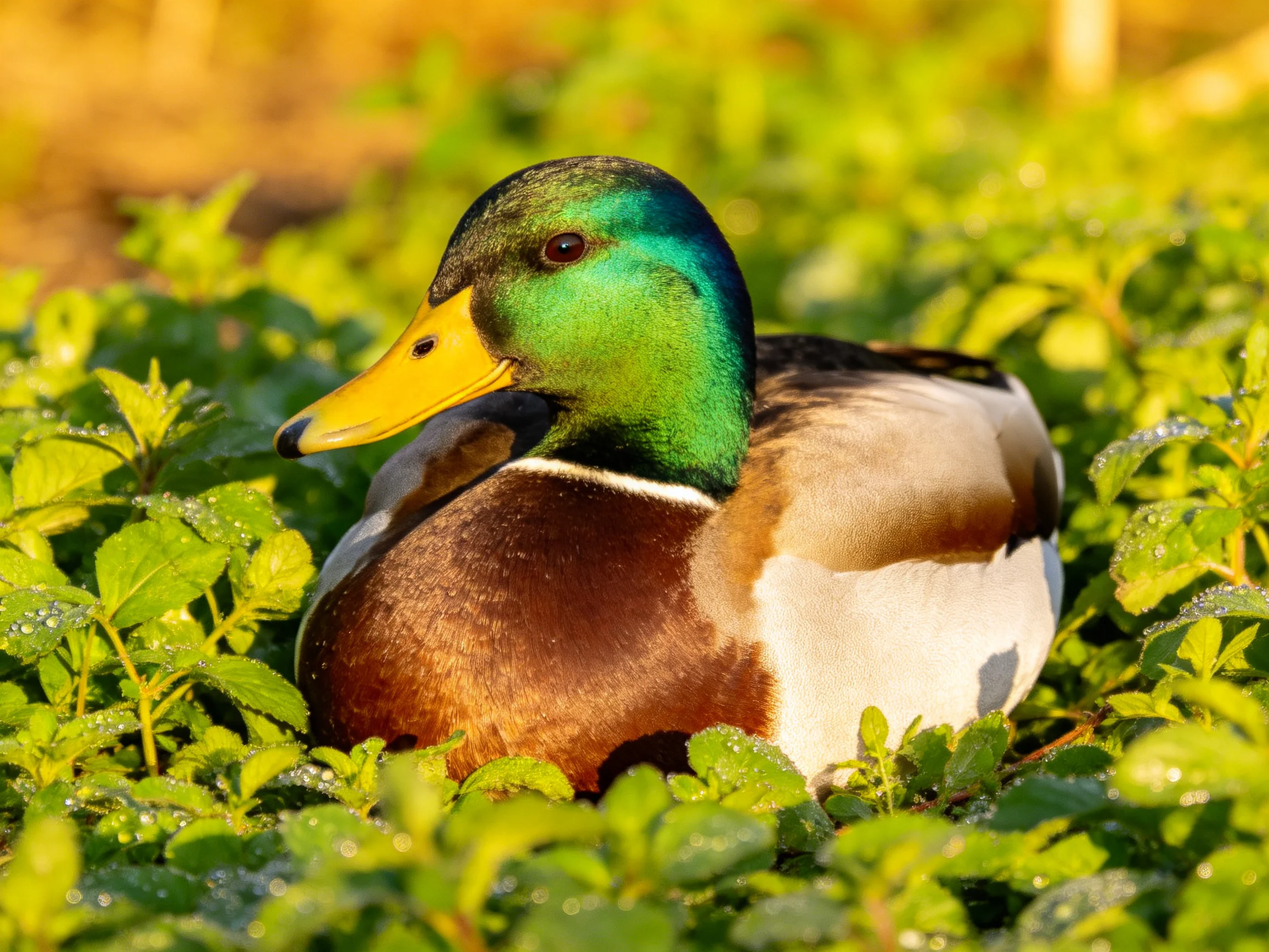A mallard duck rests amid lush green foliage with vibrant plumage