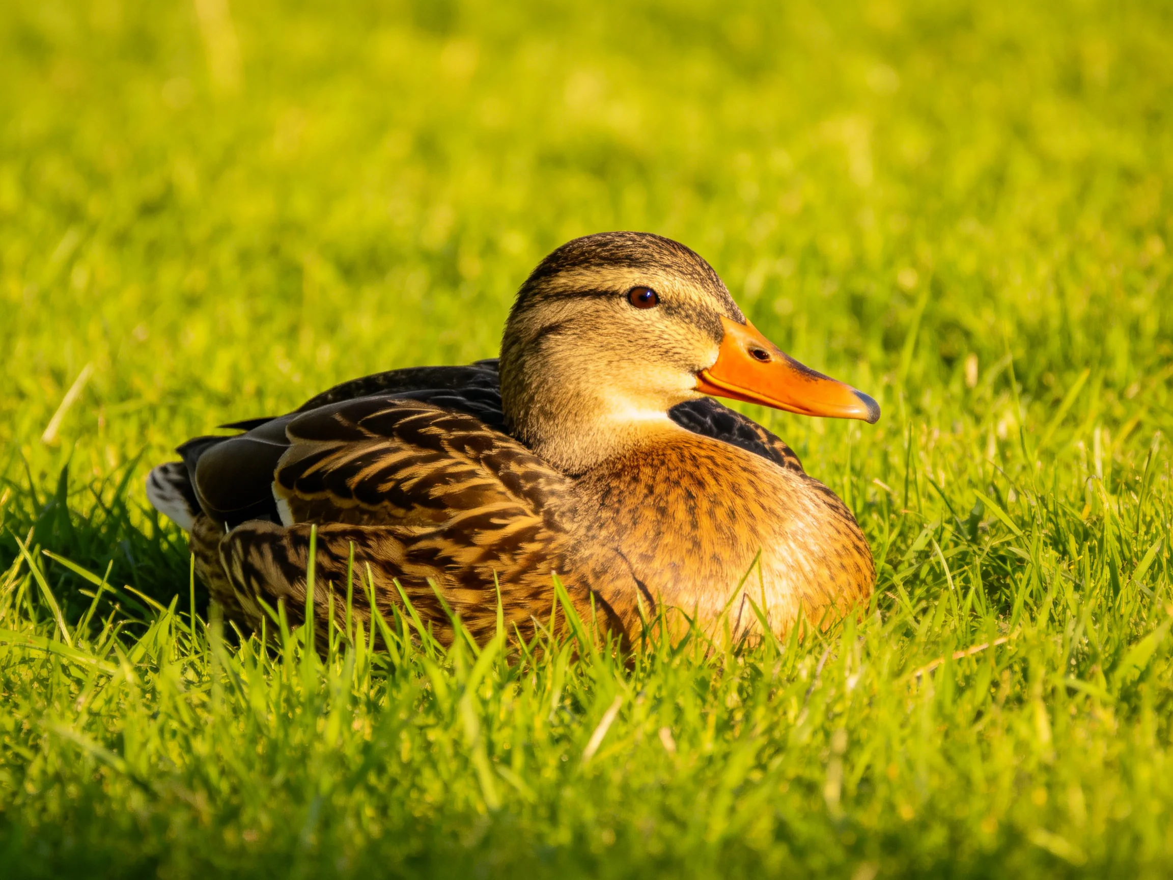 A mallard duck rests in lush green grass with an orange beak