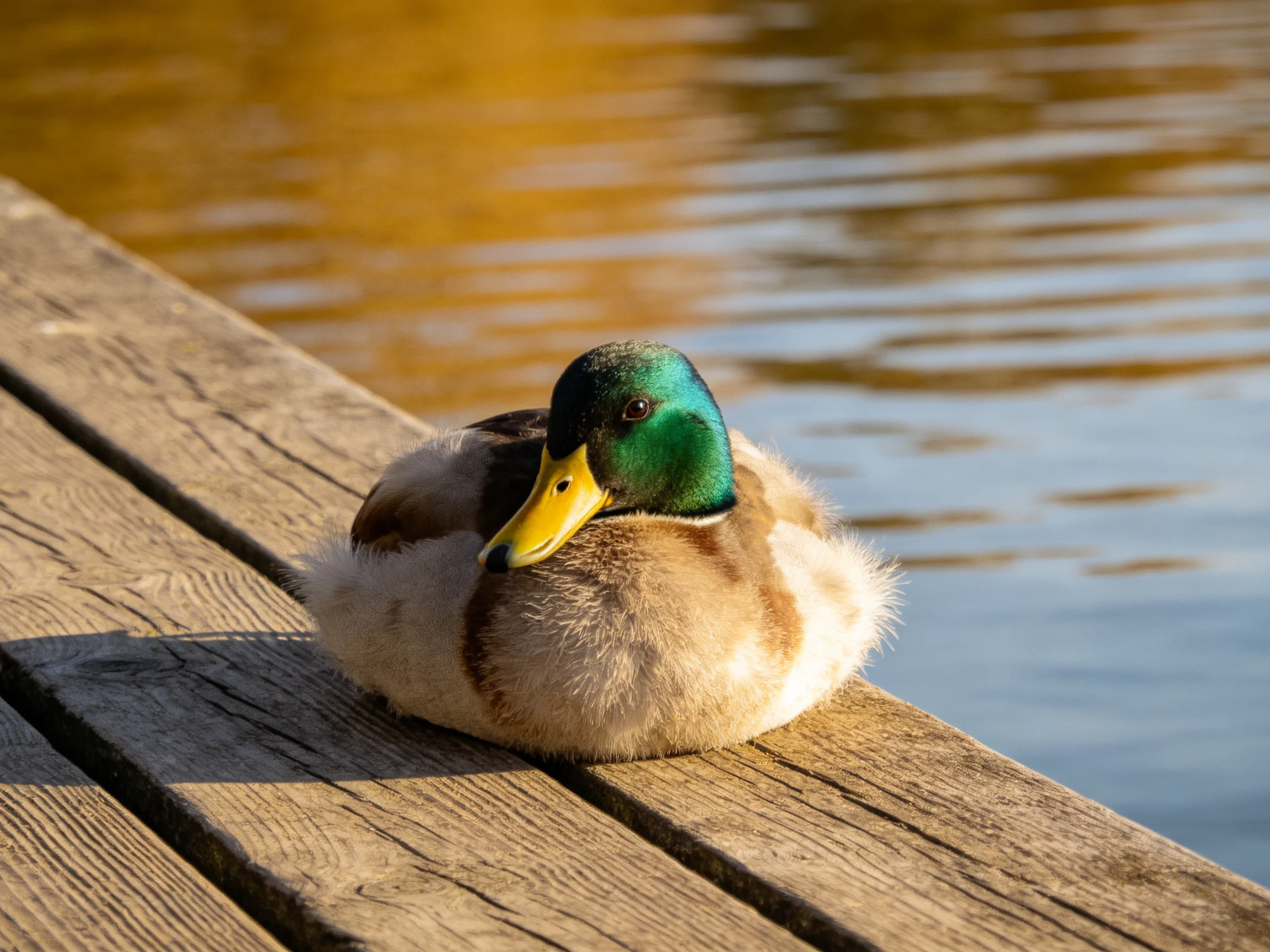 A mallard duck rests on a weathered wooden dock by calm water