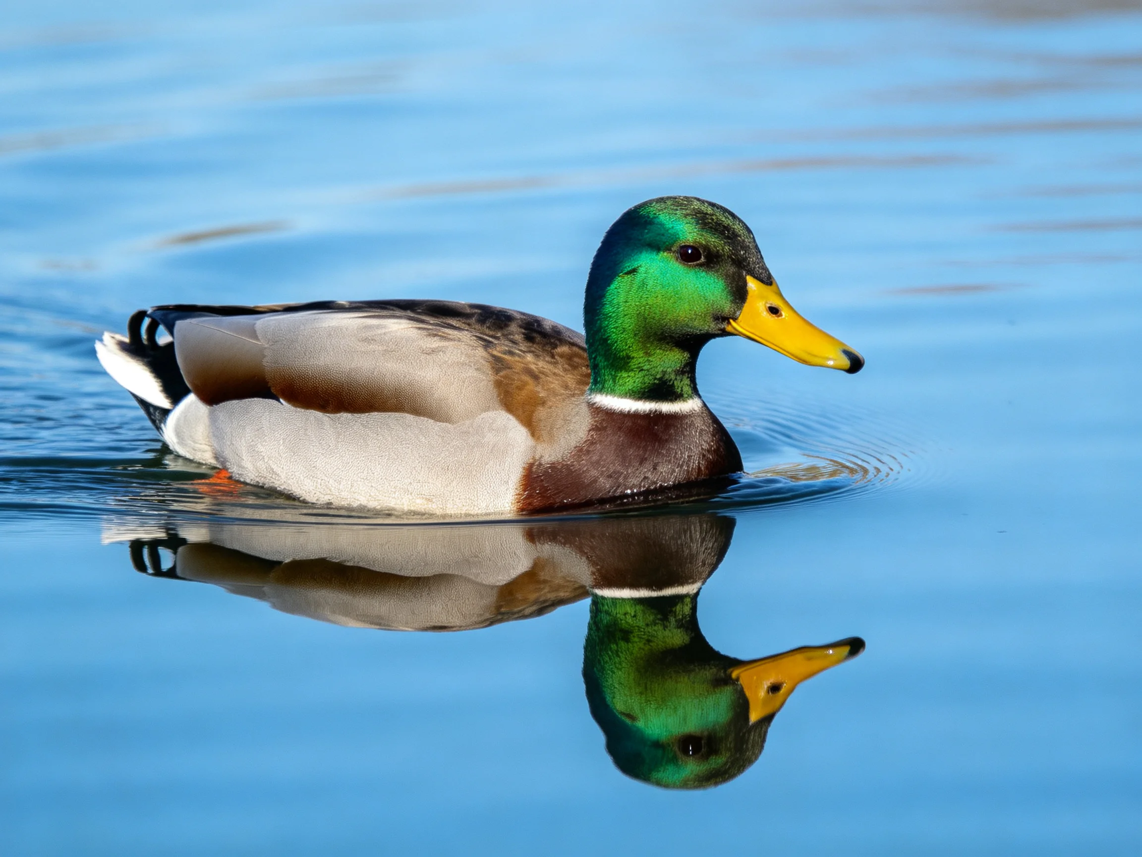 A mallard duck swims gracefully in calm blue water with a clear reflection