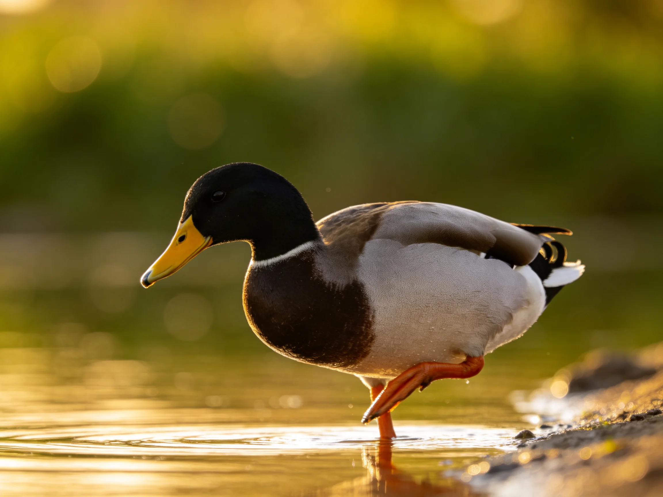 A mallard duck wading in shallow water with golden-hour lighting