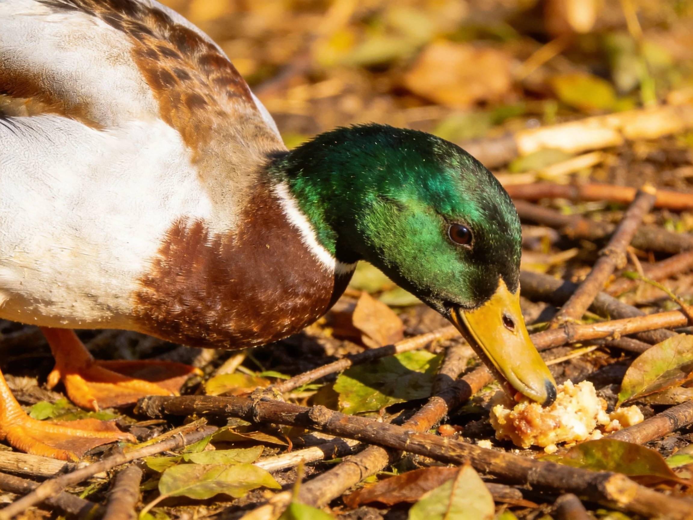 A mallard duck with an iridescent green head eats near twigs and leaves