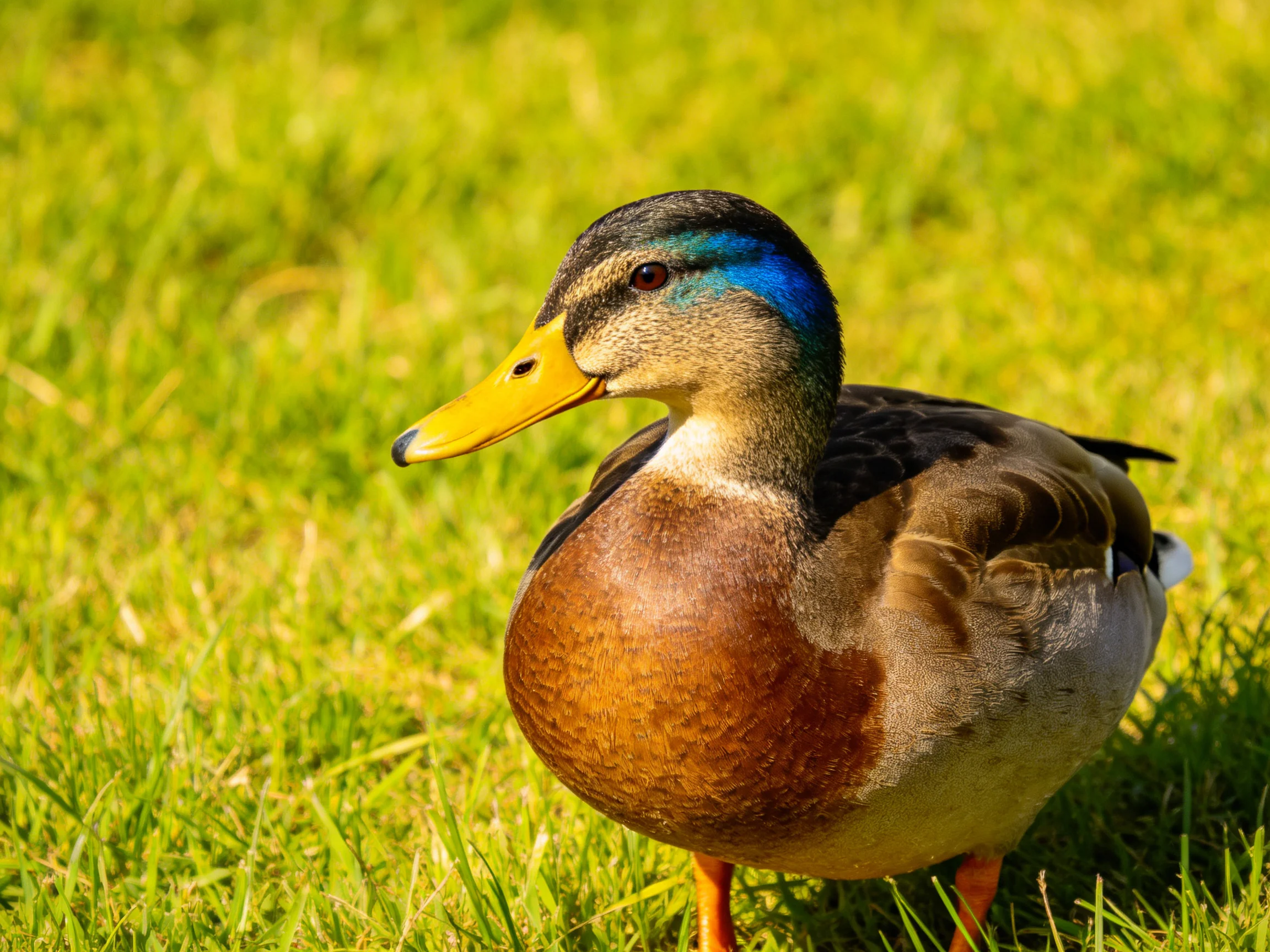 A mallard duck with blue head markings, yellow bill, standing on lush green grass