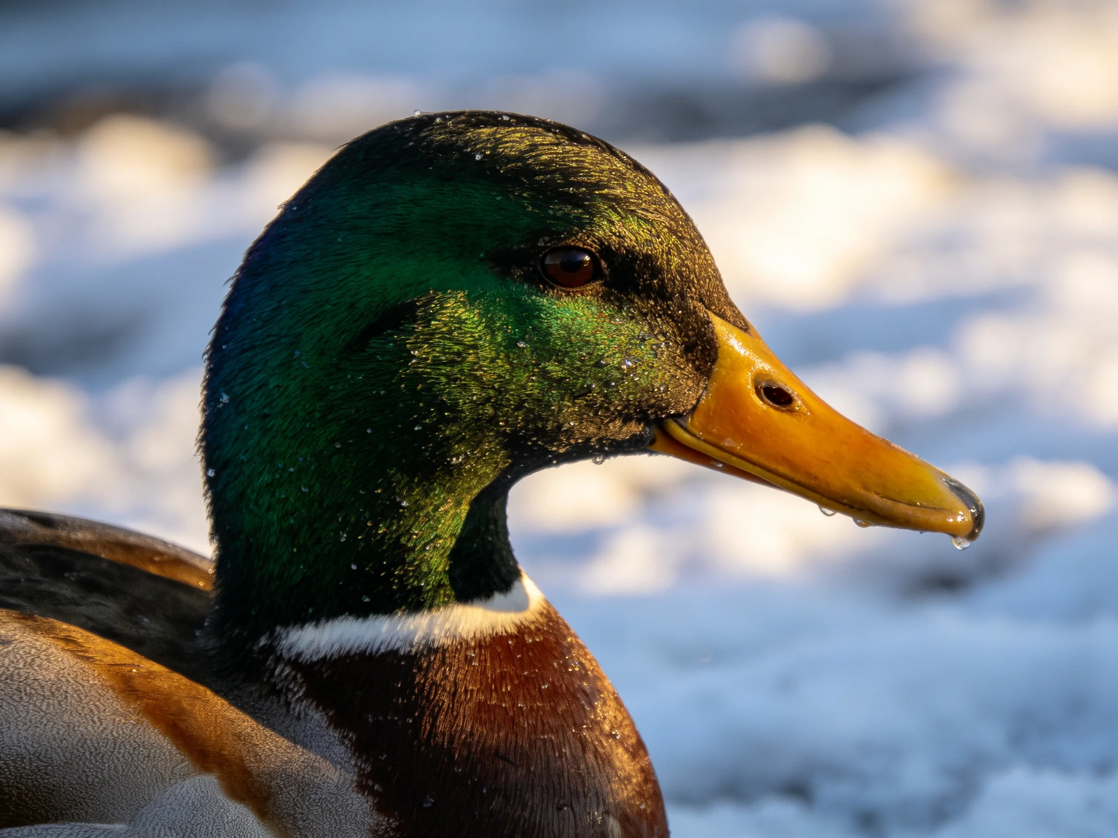 A mallard duck with glossy green head and yellow beak near snow