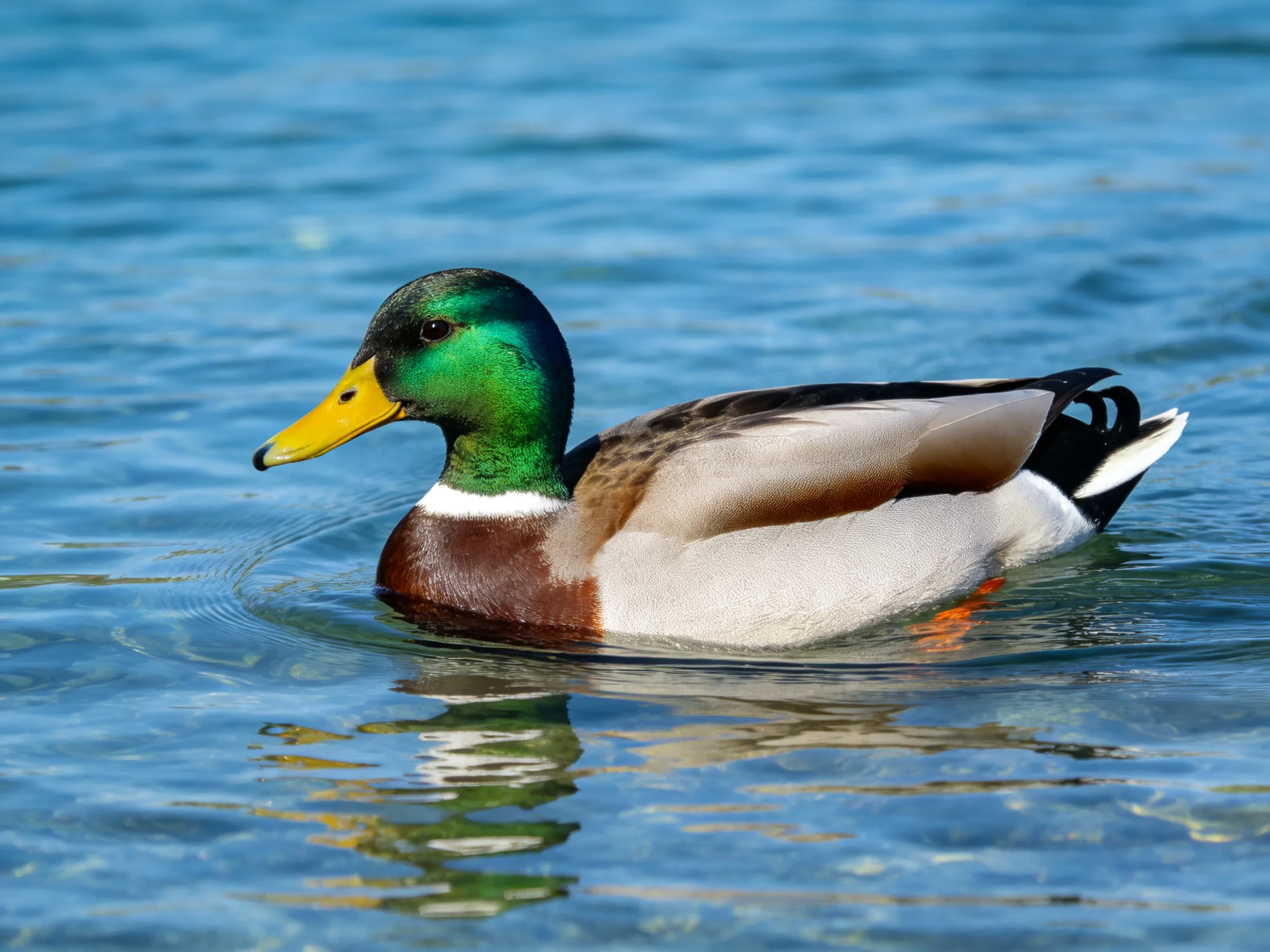 A mallard duck with green head and yellow beak swims in clear blue water