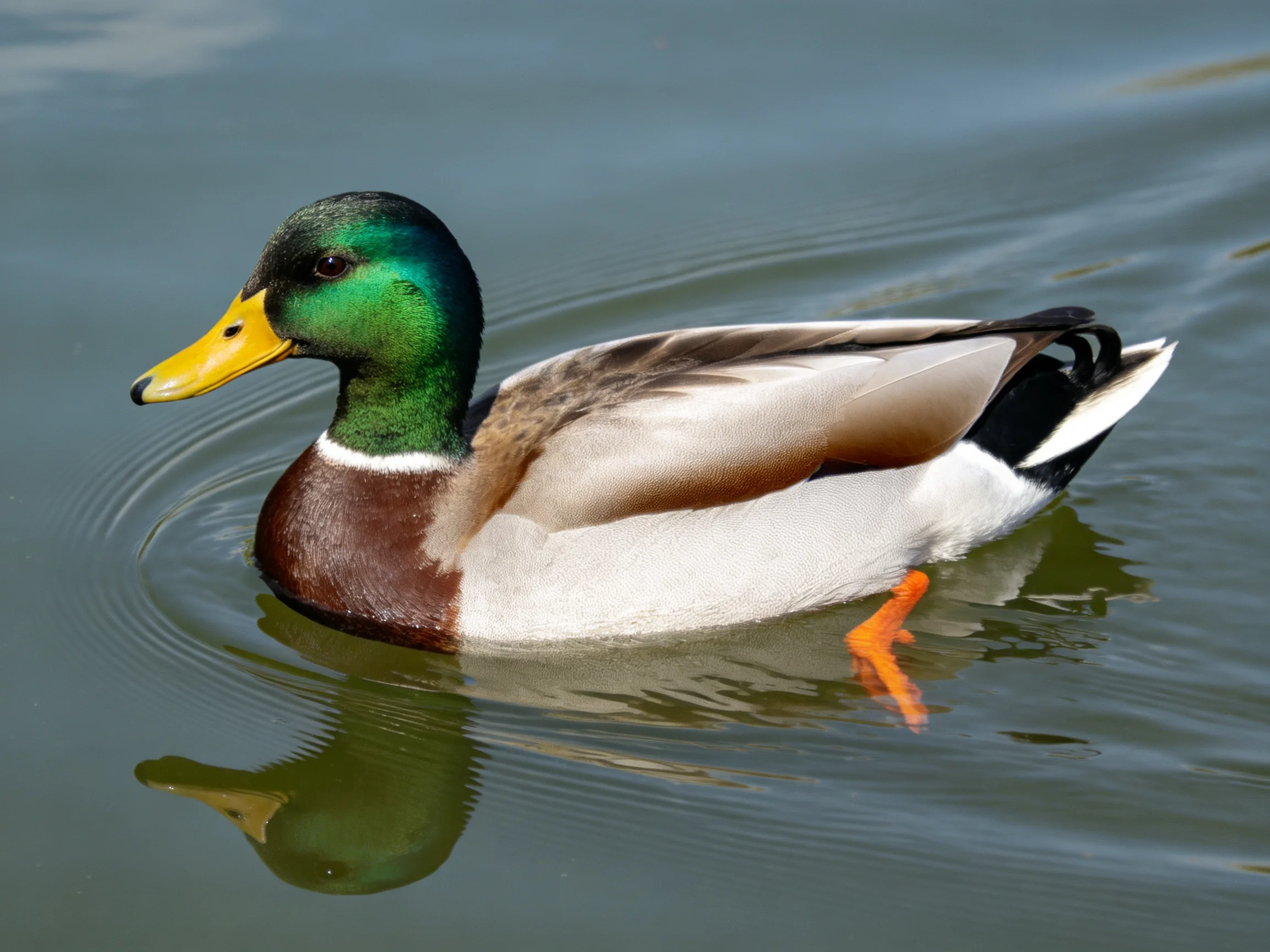 A mallard duck with green head and yellow bill glides through calm water