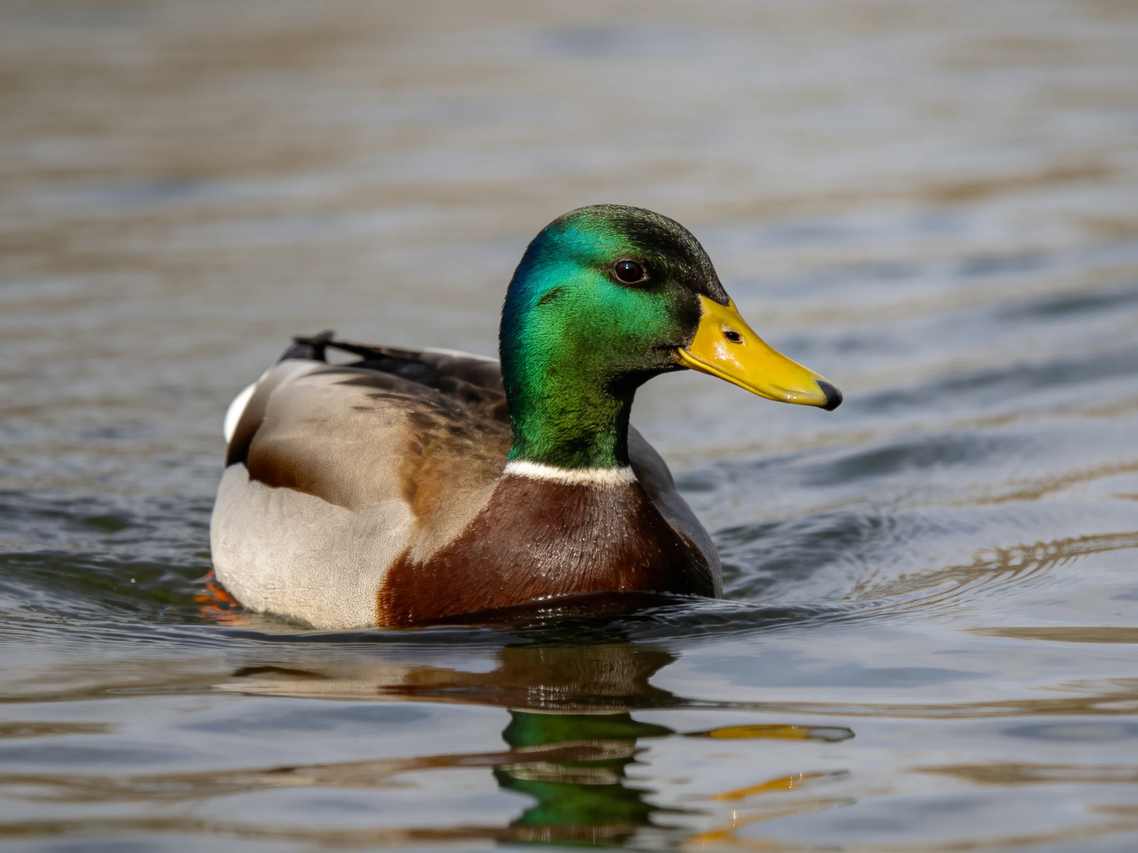 A mallard duck with green head and yellow bill swims in calm water