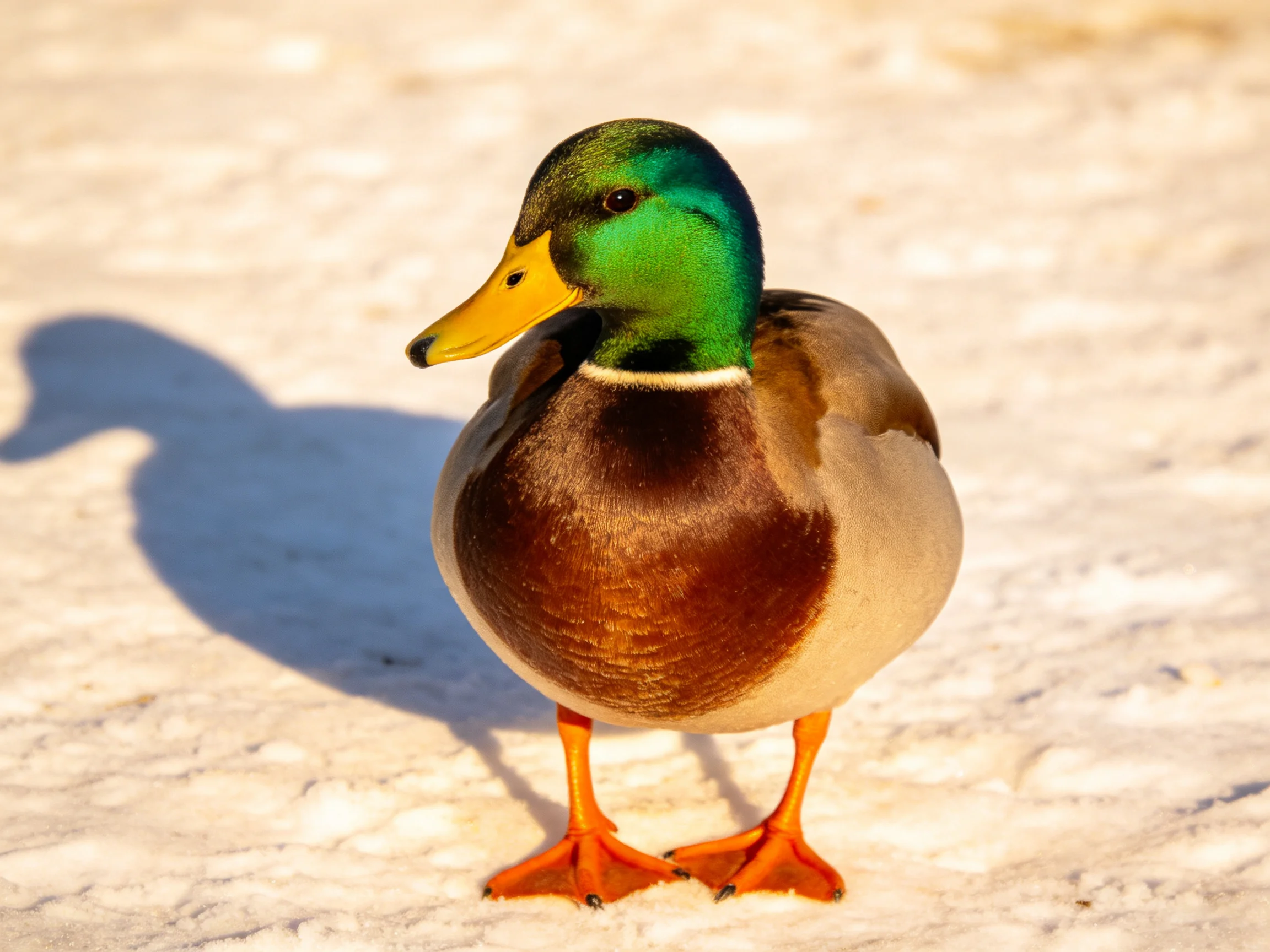 A mallard duck with green head, brown chest, standing on snow