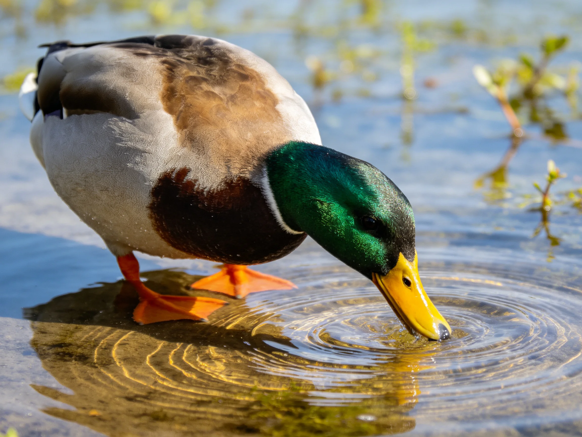 A mallard duck with green head drinks from shallow water near aquatic plants
